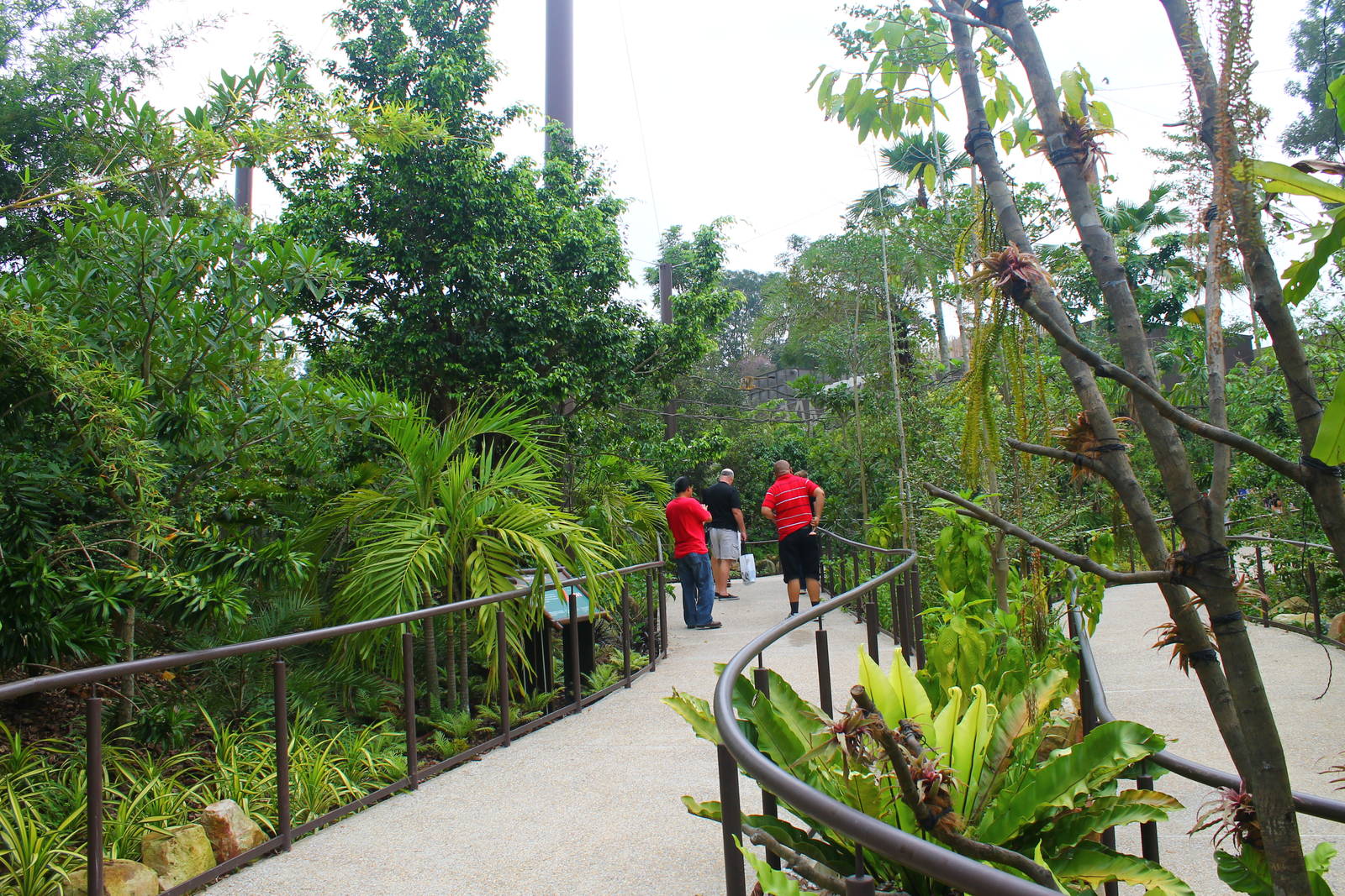 Wild Amazonia - Squirrel Monkey Forest