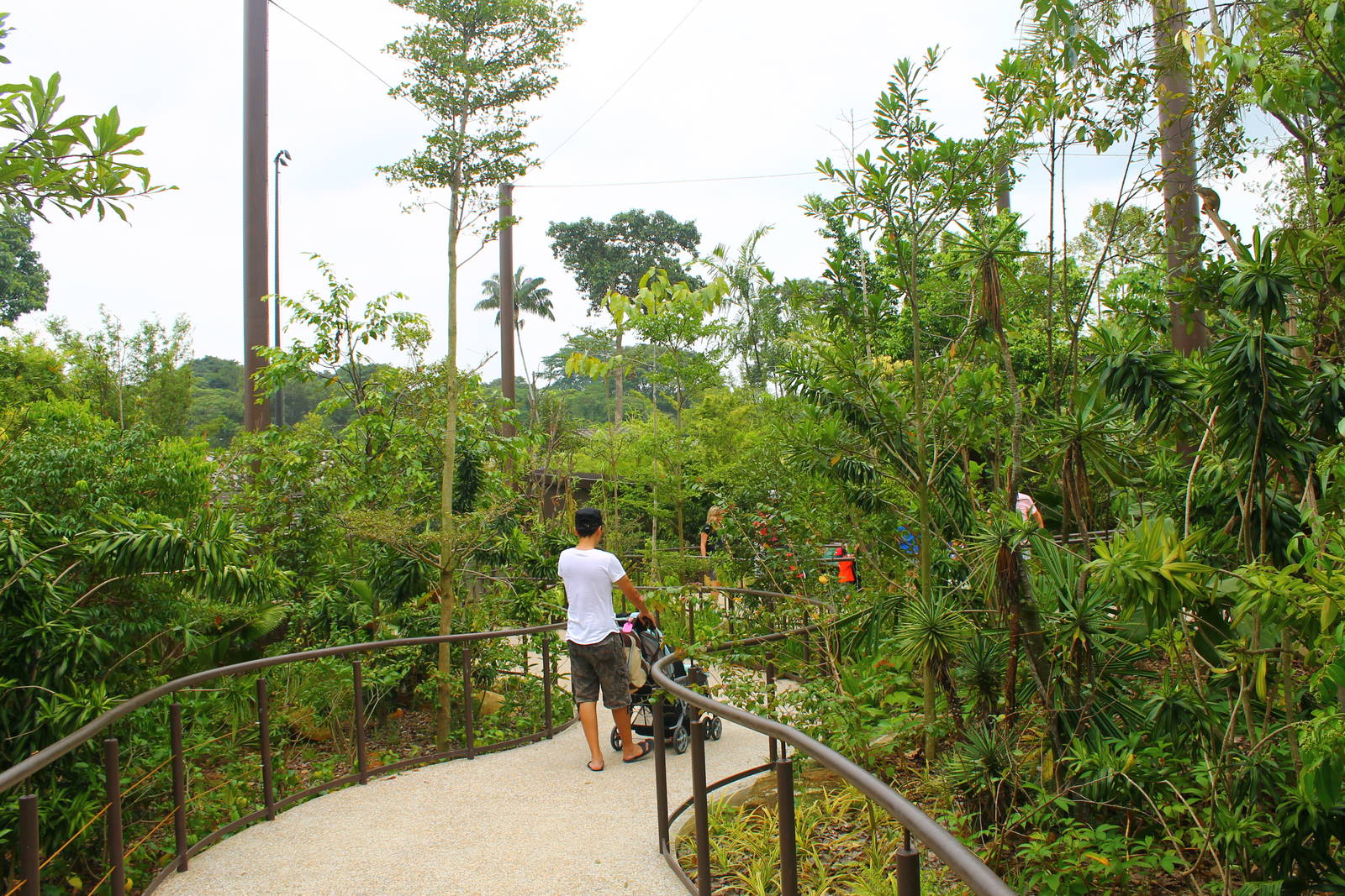 Wild Amazonia - Squirrel Monkey Forest