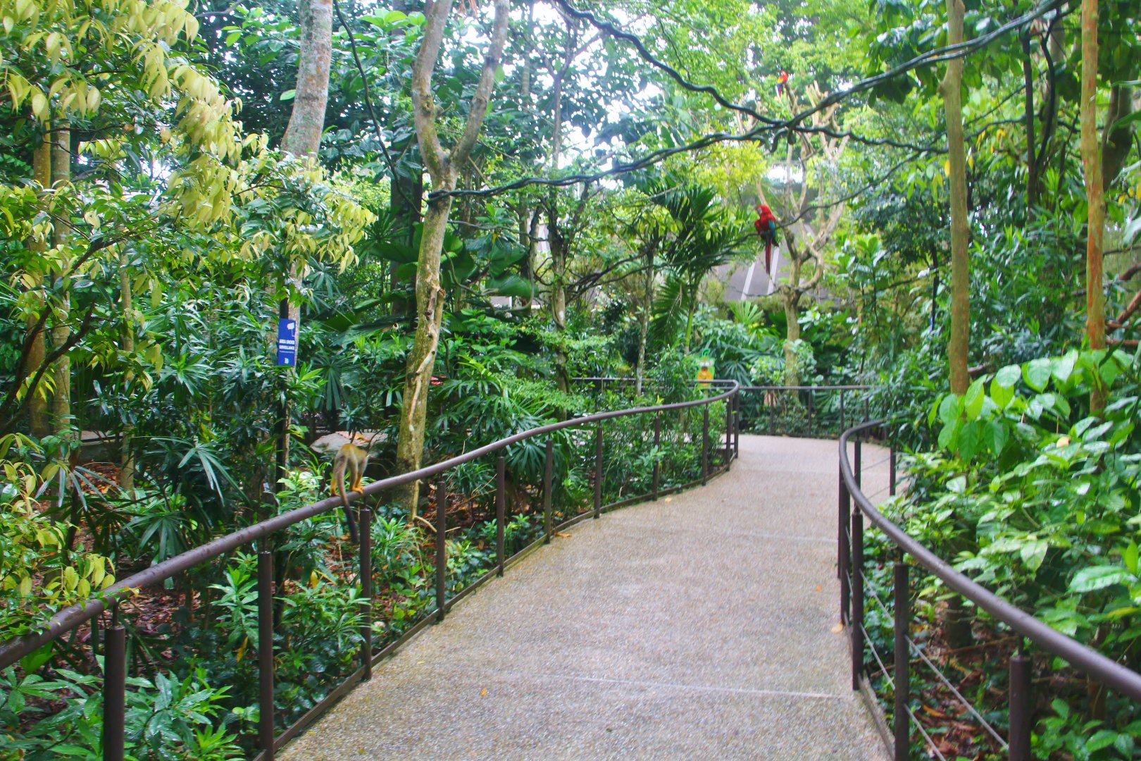 Wild Amazonia - Squirrel Monkey Forest
