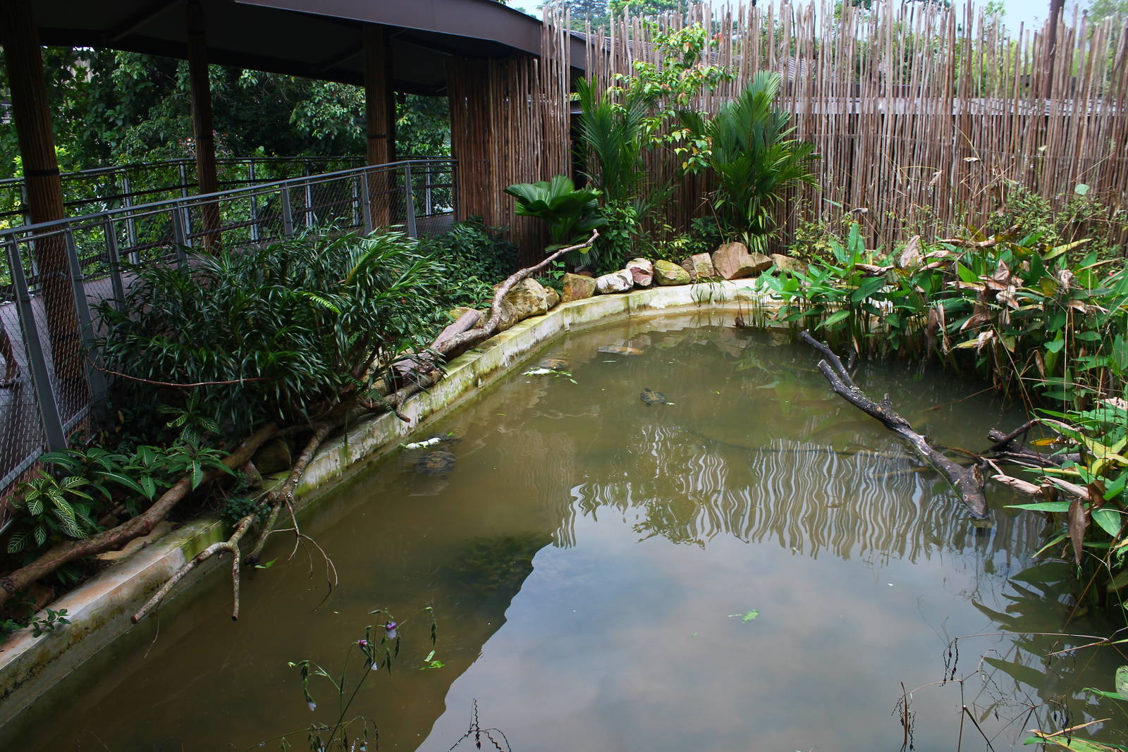 Wild Amazonia - Turtle pond