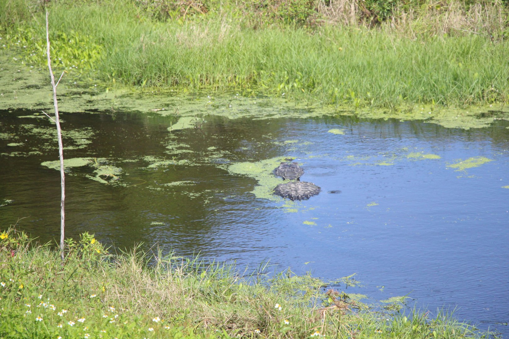 Wild American Alligator (2018)