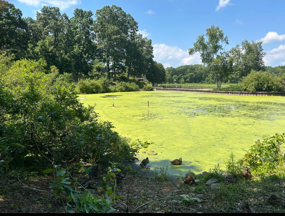 Wild American Black Ducks and Trumpeter Swans (Kellogg Bird Sanctuary, Augusta, MI, 8/7/25)