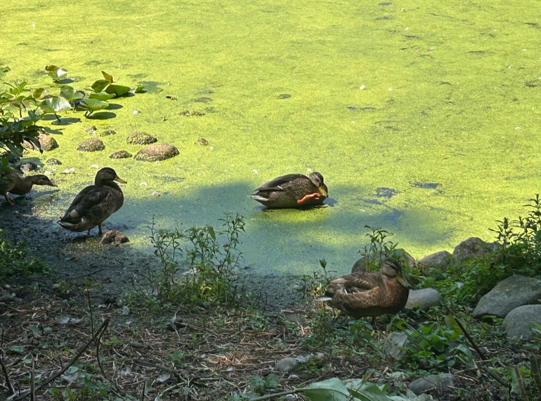 Wild American Black Ducks (Kellogg Bird Sanctuary, Augusta, MI, 8/7/25)