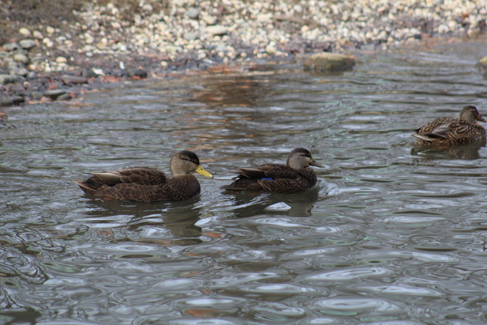 Wild American Black Ducks