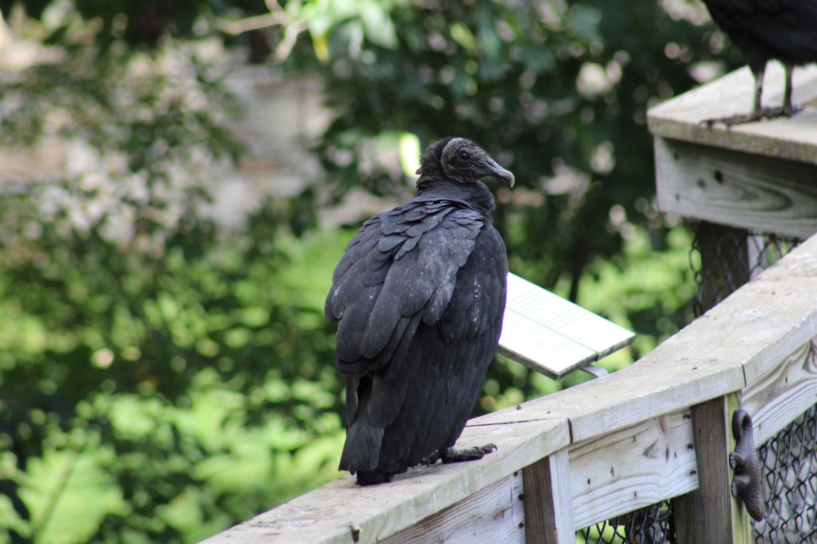 Wild American Black Vulture