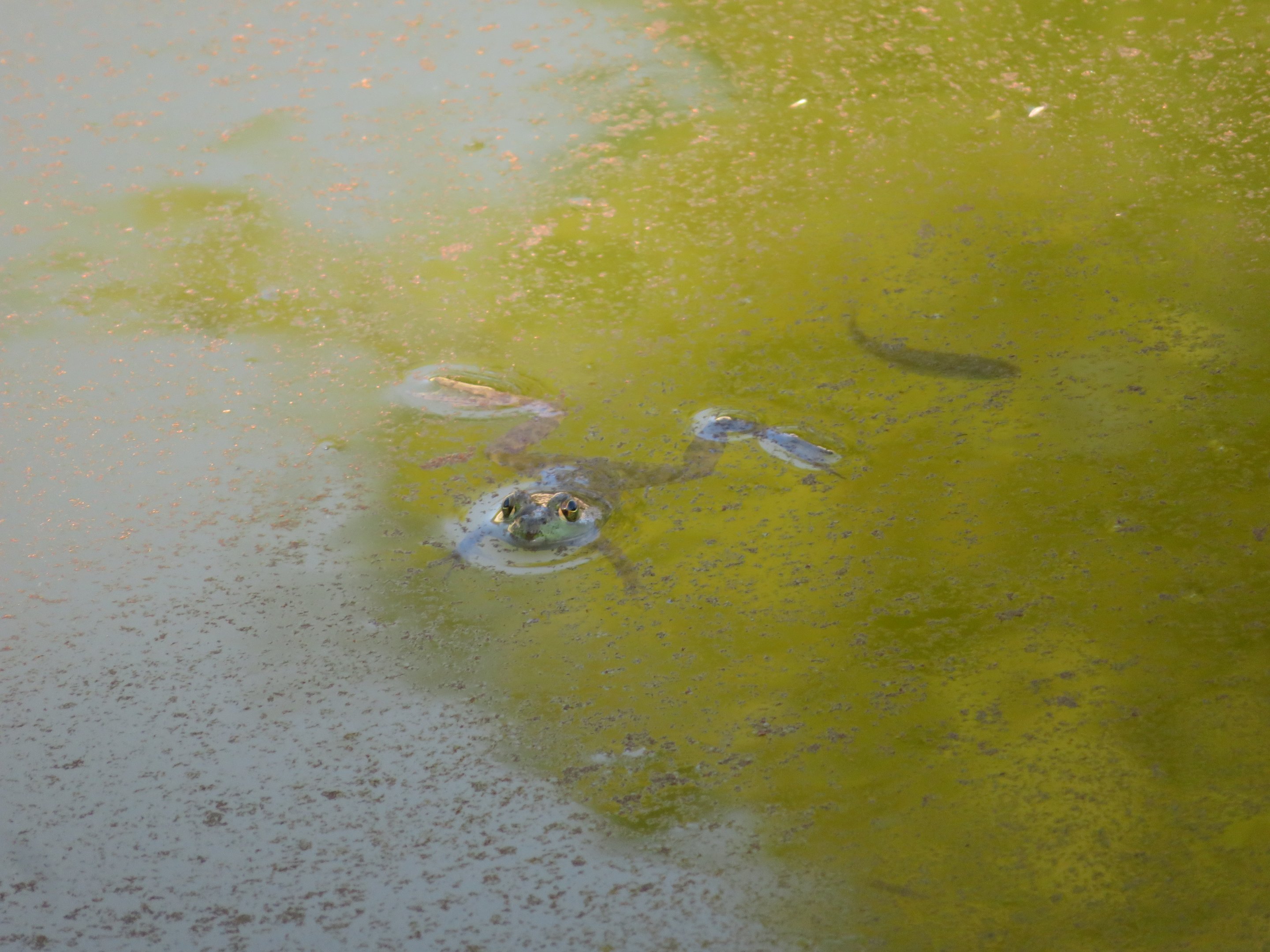 Wild American Bullfrog
