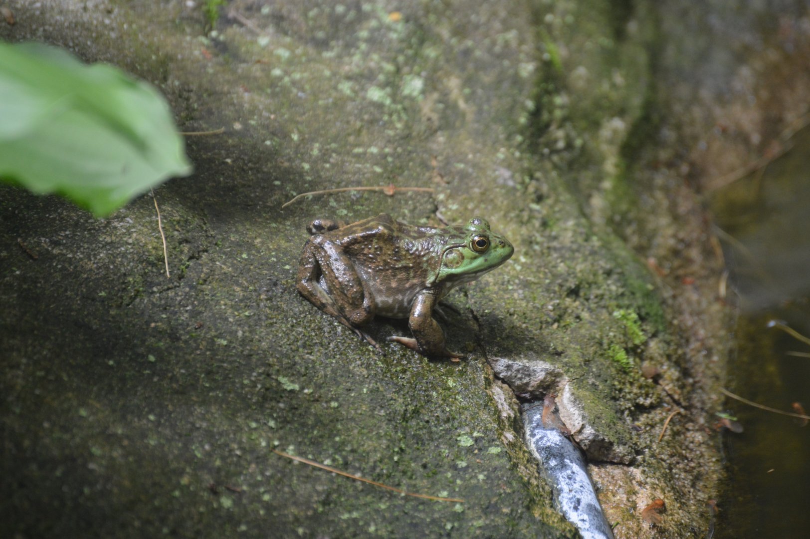 Wild American Bullfrog