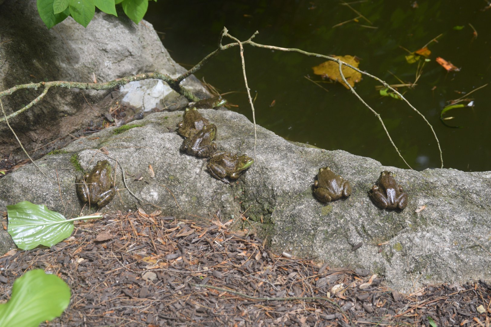 Wild American Bullfrogs