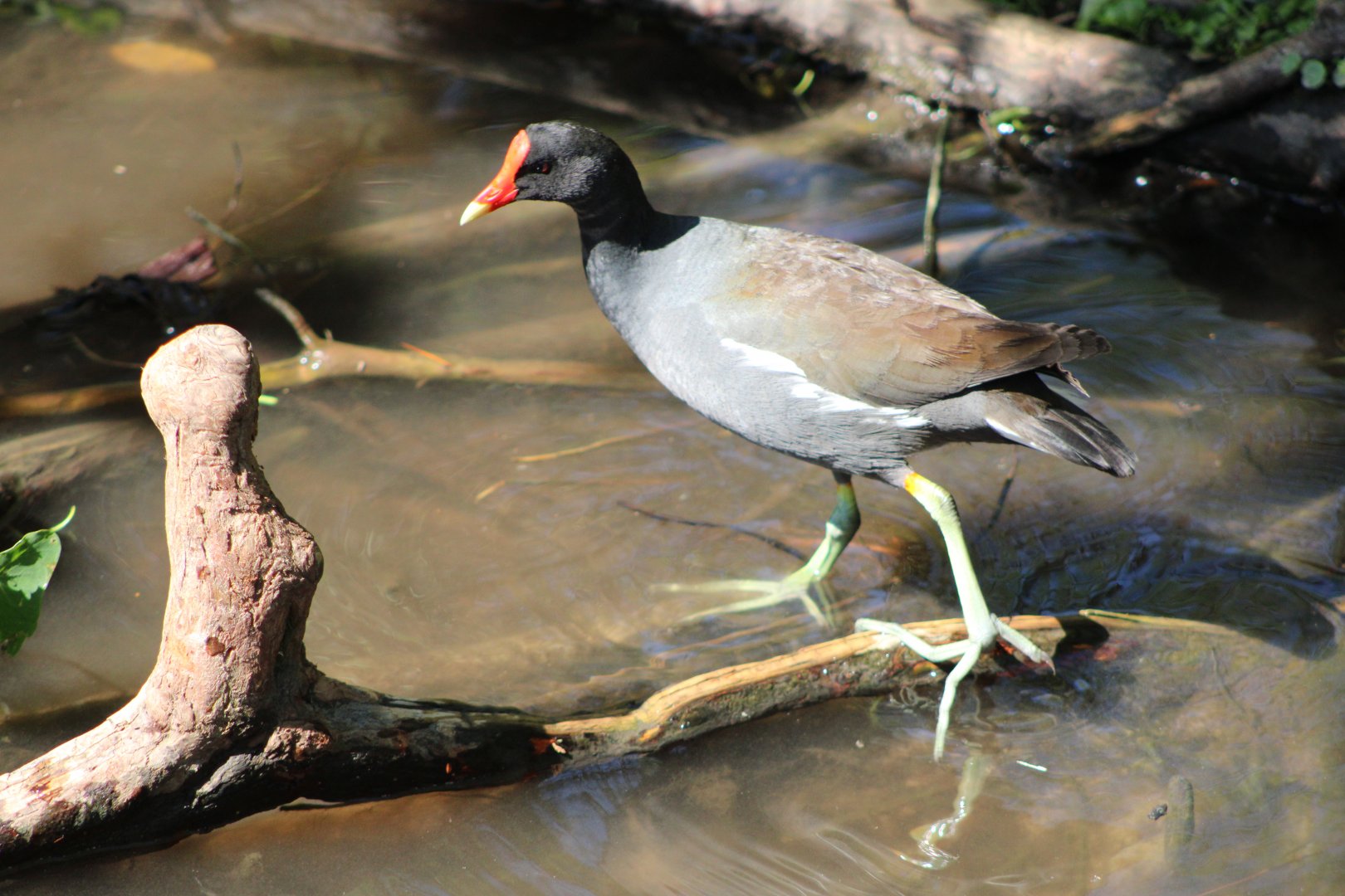 (Wild) American / Common Gallinule (Gallinula galeata)