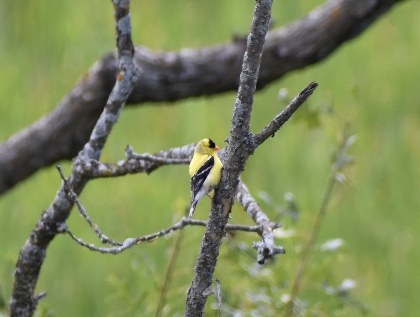 Wild American Goldfinch ~ Minnesota Zoo