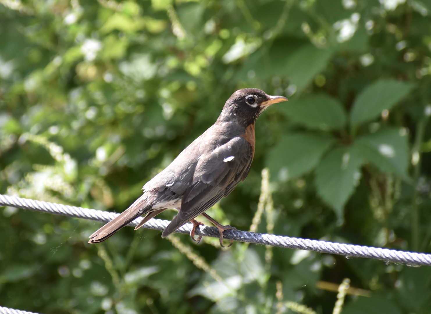 Wild American Robin ~ Minnesota Zoo