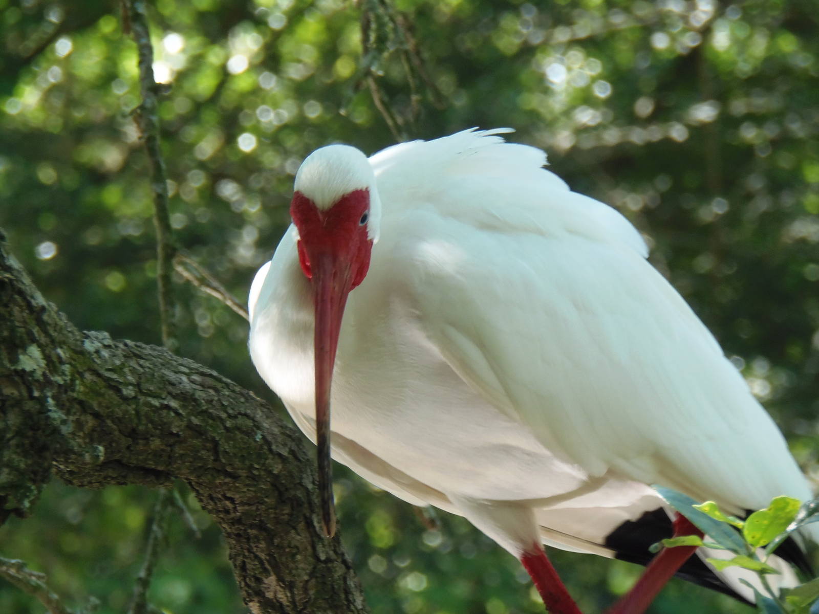 Wild American White Ibis