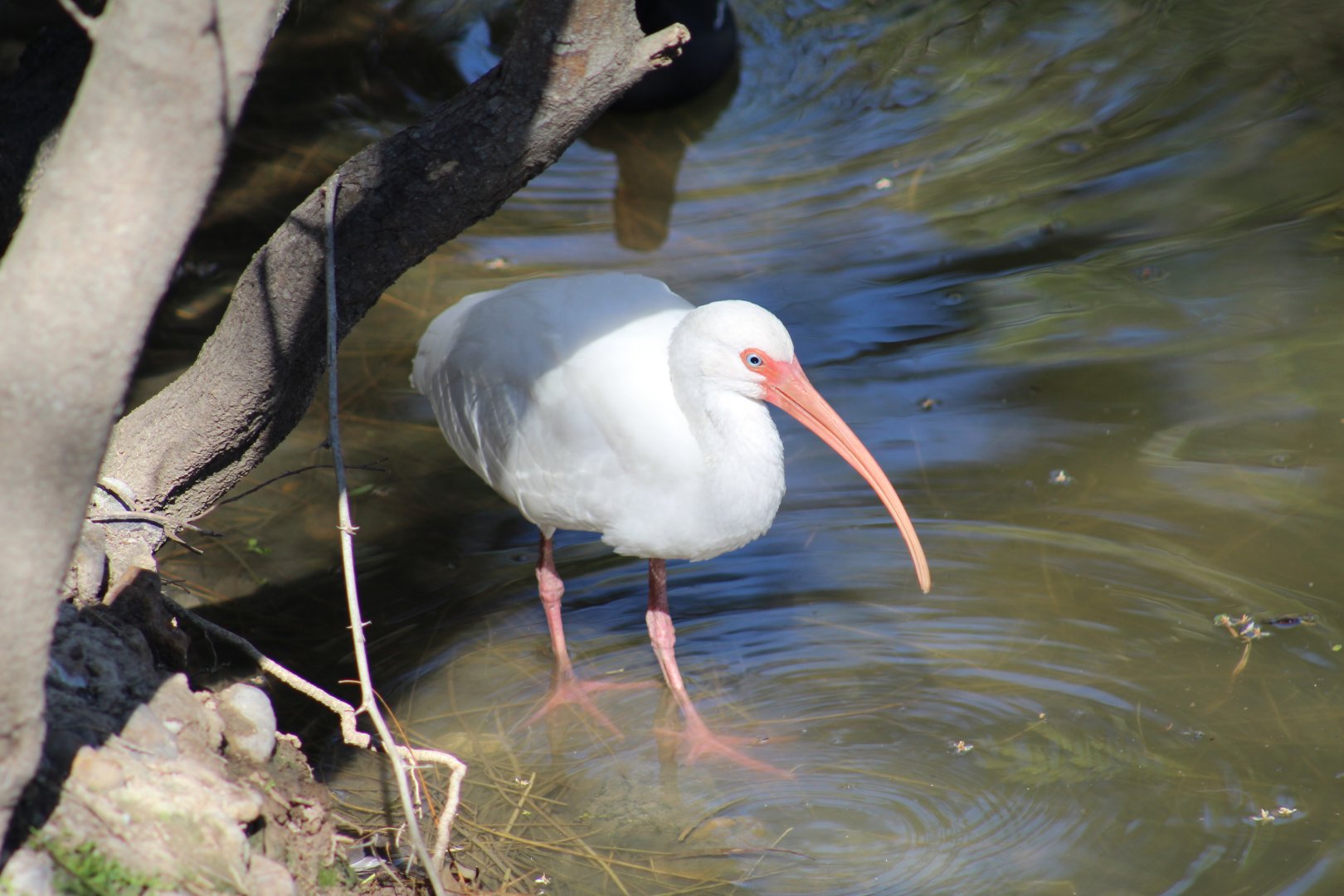 Wild American White Ibis