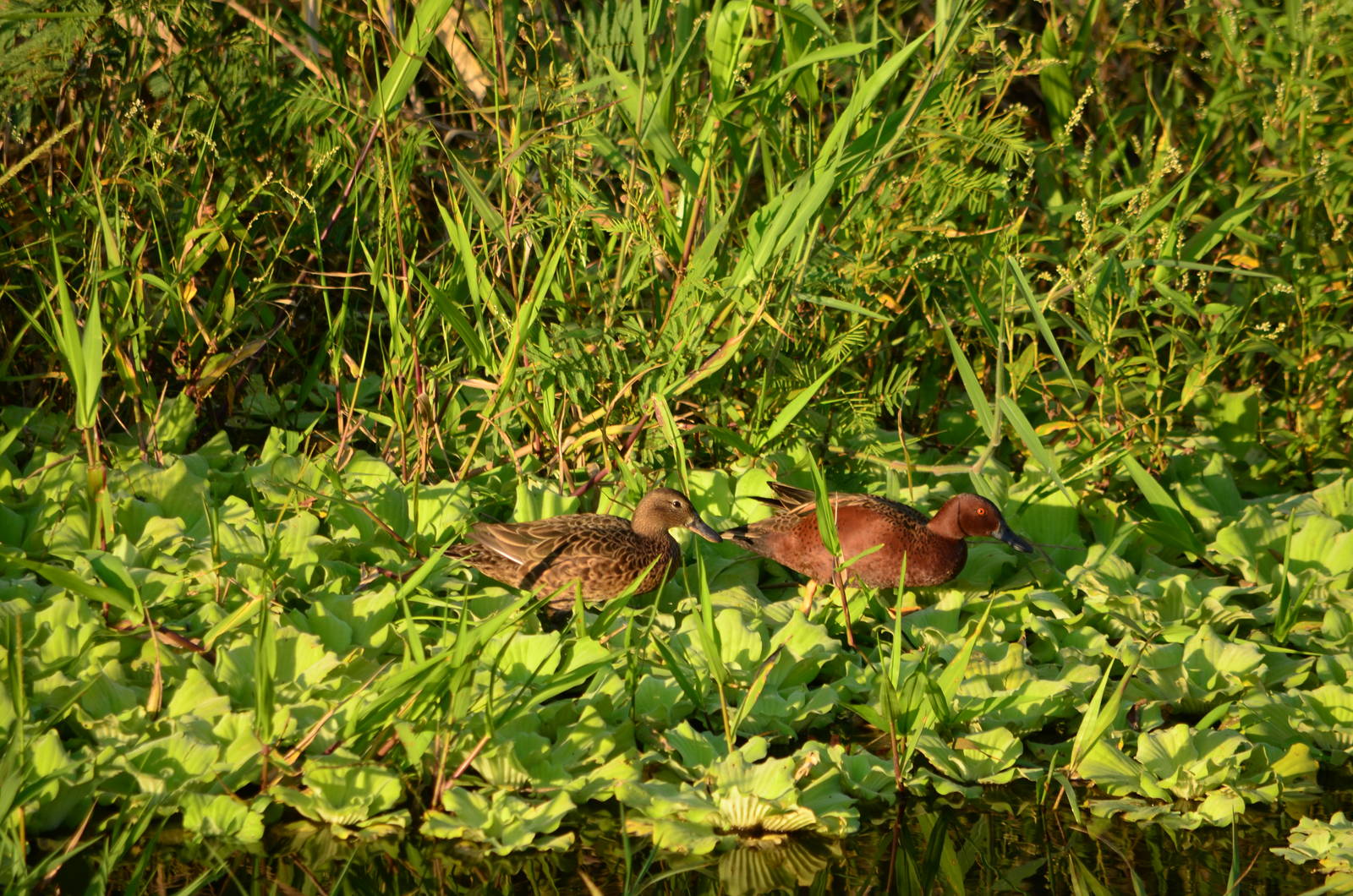 Wild Anas cynoptera tropicus, Critically endangered