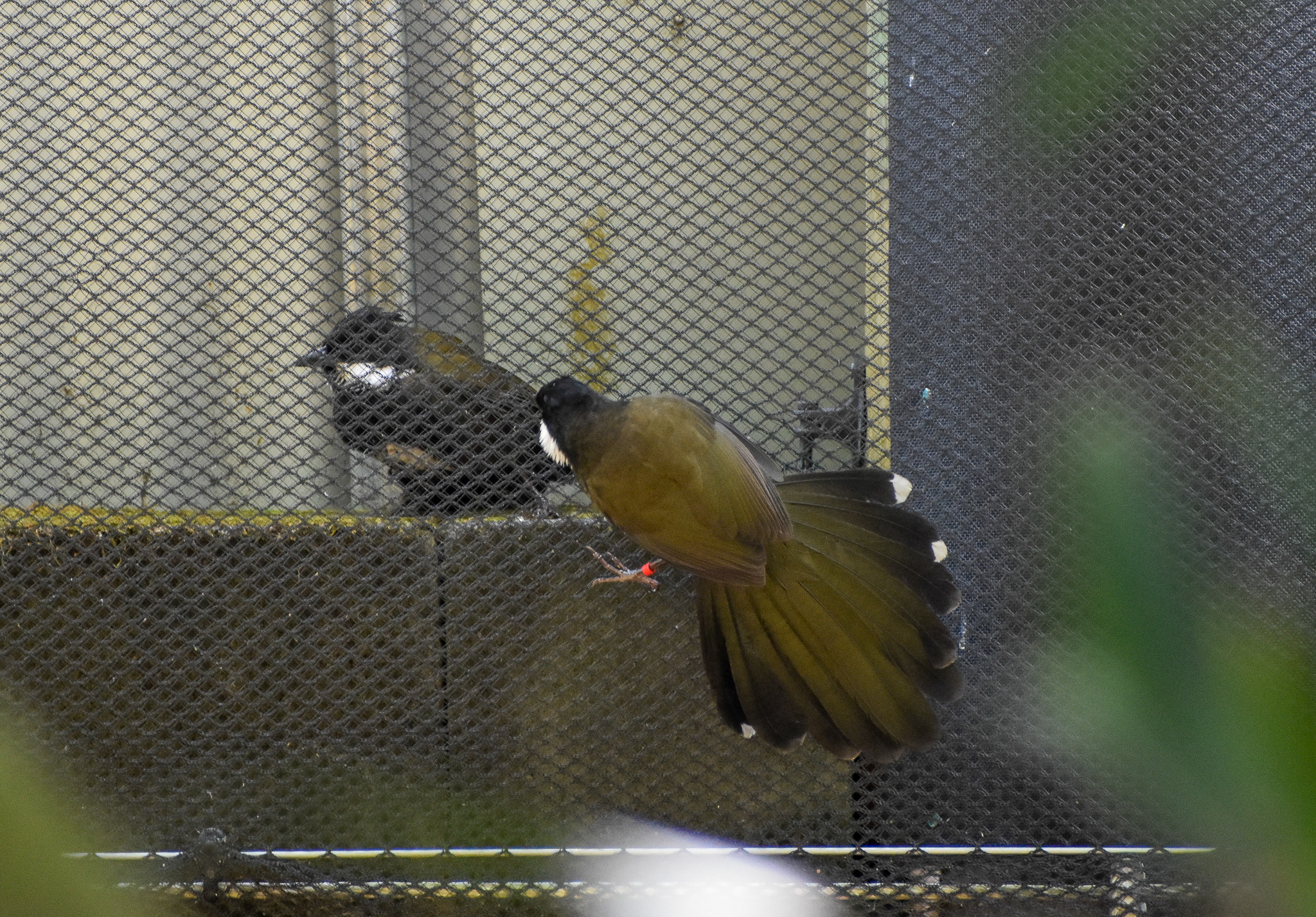 Wild and Captive Eastern Whipbirds