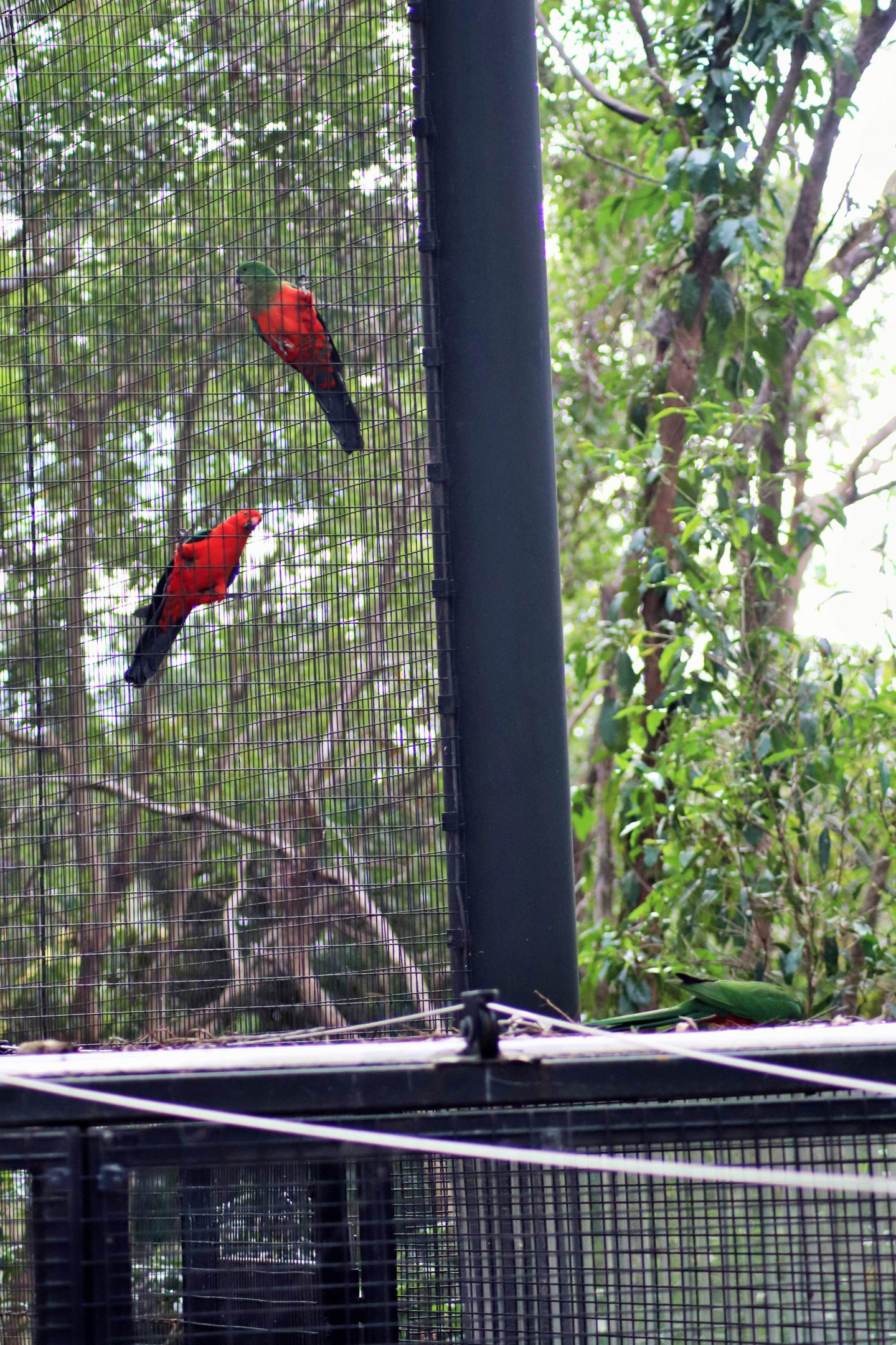 Wild and Captive King Parrots (Alisterus scapularis)