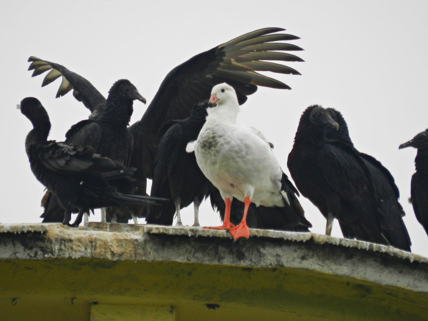 Wild andean goose - Parque Zoológico Huachipa