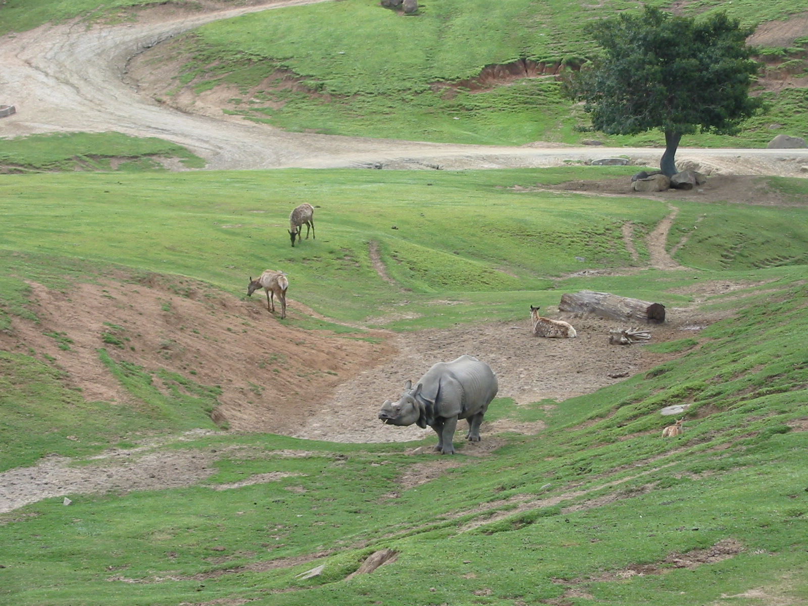 Wild Animal Park 2003 - Asian Plains exhibit
