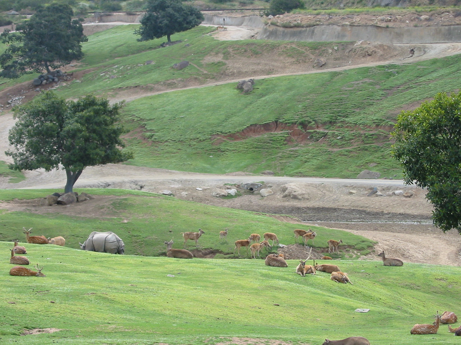 Wild Animal Park 2003 - Asian Plains or Asian Waterhole exhibit?