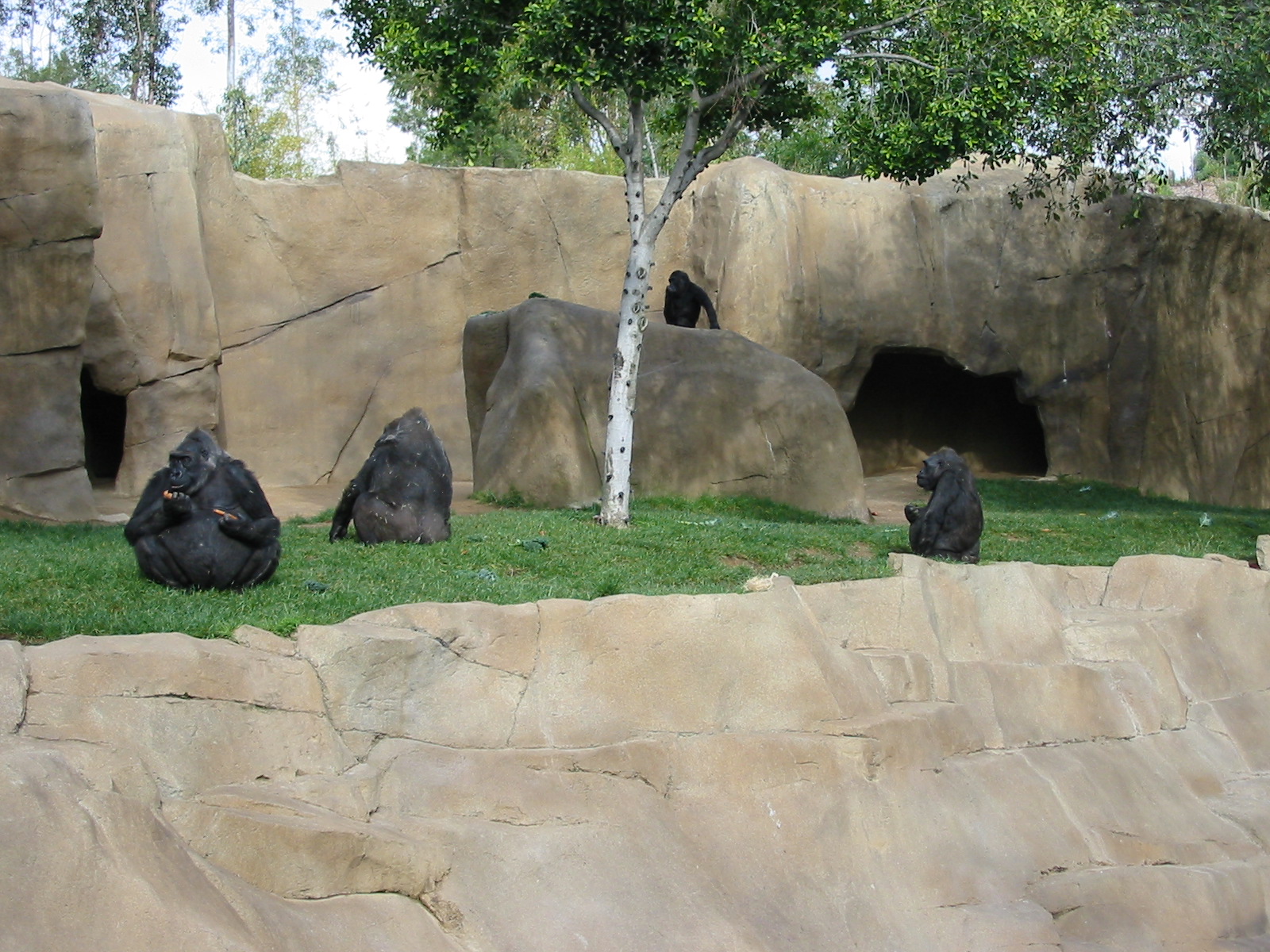 Wild Animal Park 2003 - Gorilla exhibit