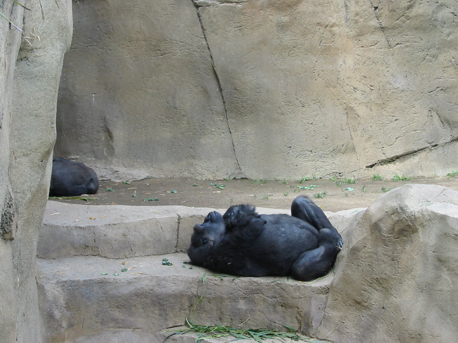 Wild Animal Park 2003 - Gorilla sleeping comfortably