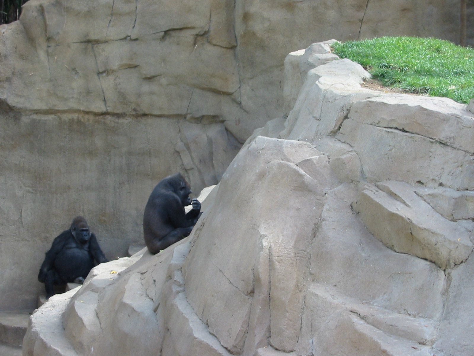 Wild Animal Park 2003 - Gorillas in the moat