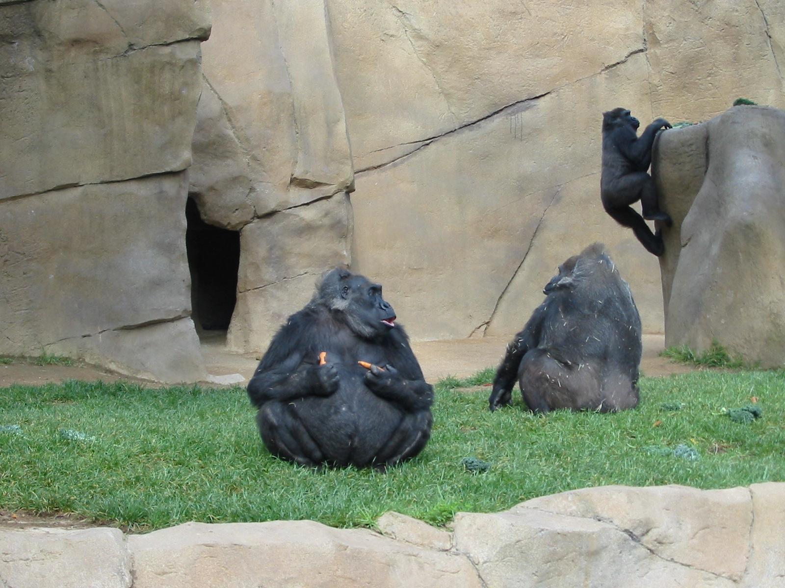 Wild Animal Park 2003 - Gorillas