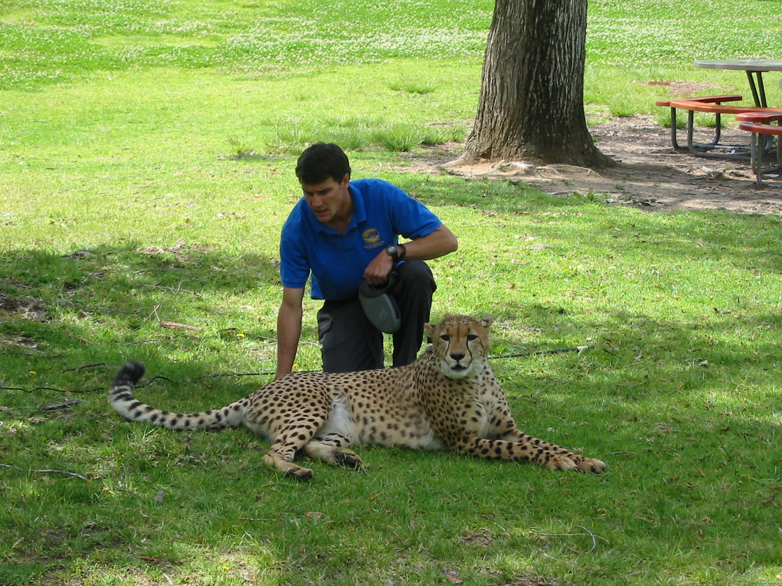 Wild Animal Park 2003 - Keeper shows a Cheetah