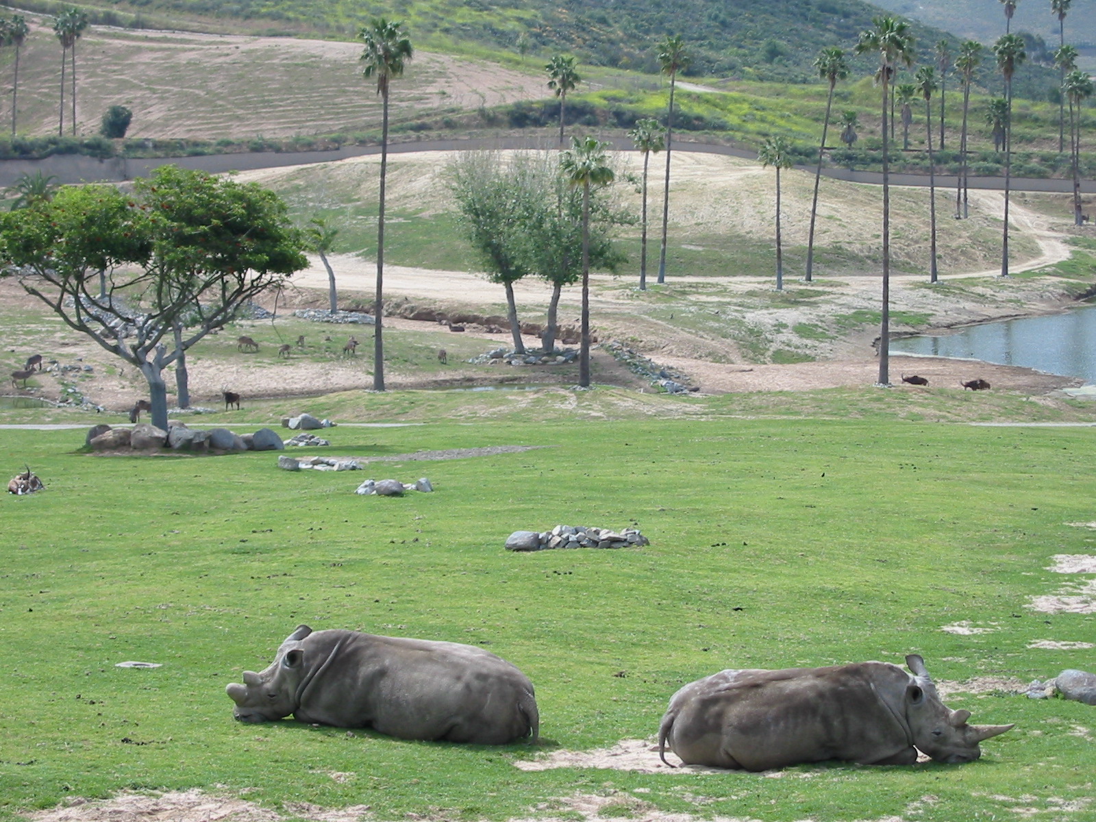 Wild Animal Park 2003 - Northern White Rhinos