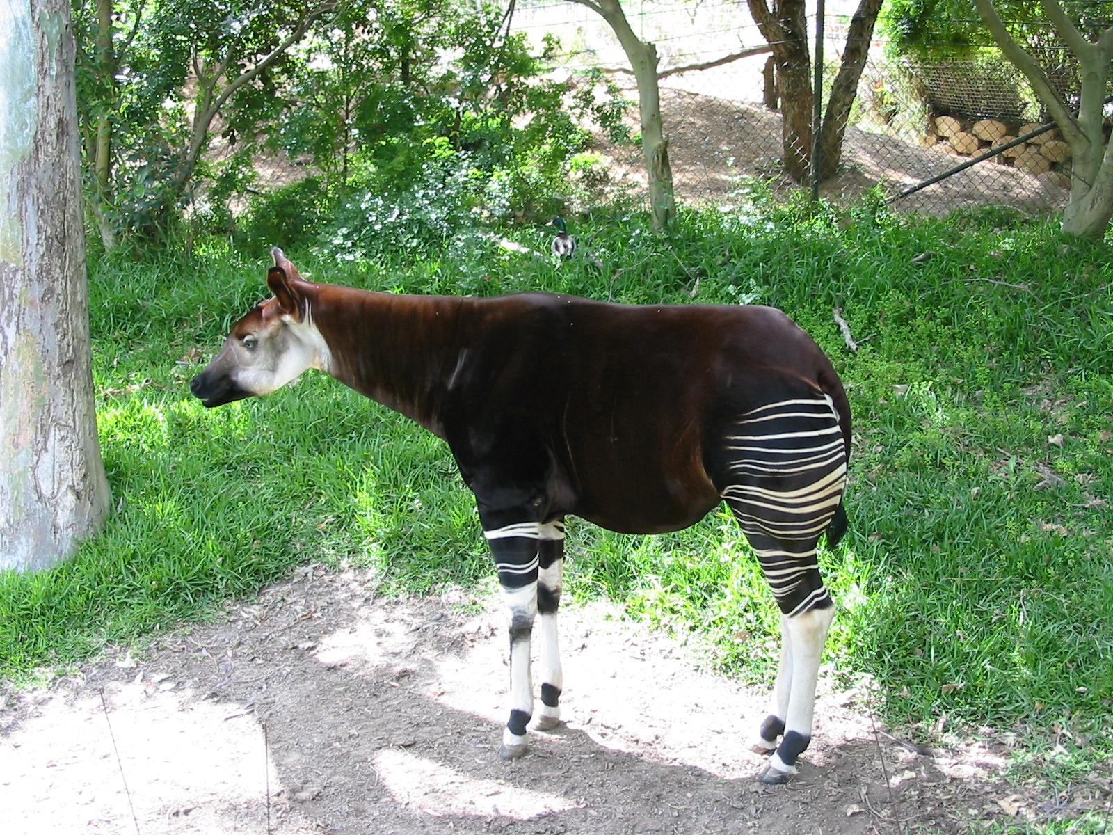 Wild Animal Park 2003 - Okapi