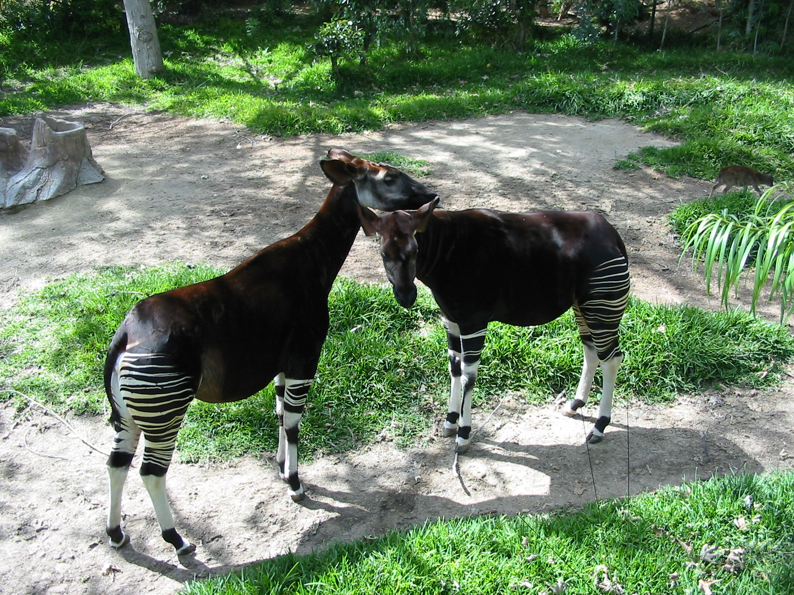 Wild Animal Park 2003 - Okapi