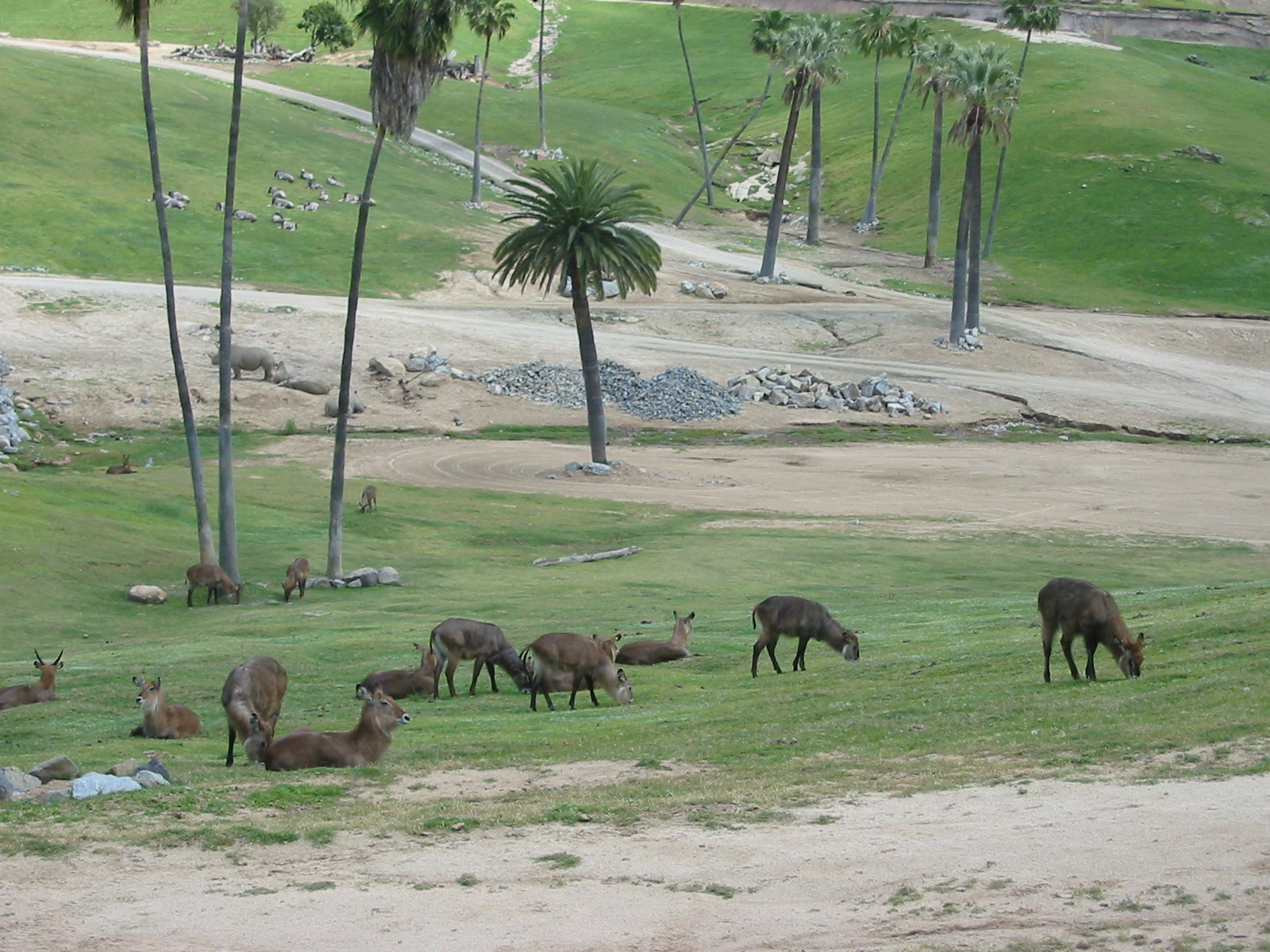 Wild Animal Park 2003 - One of the Africa exhibits