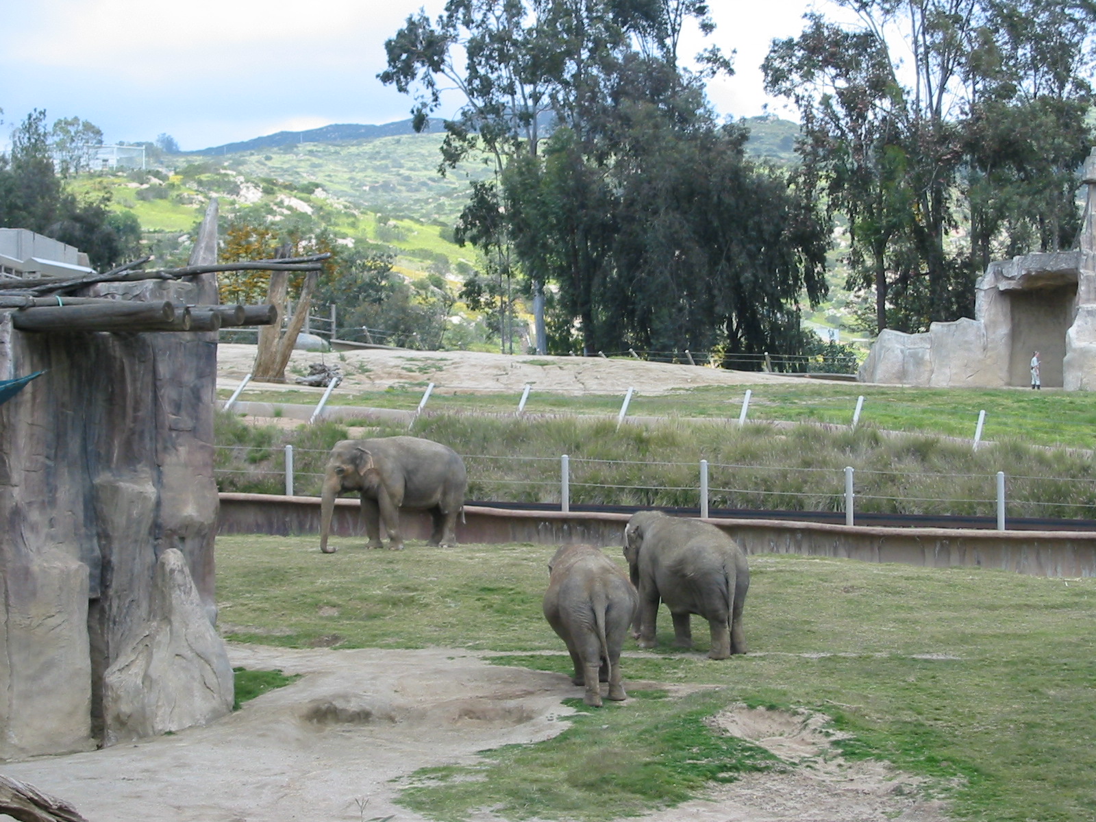 Wild Animal Park 2003 - Part of the Asiatic Elephant exhibit