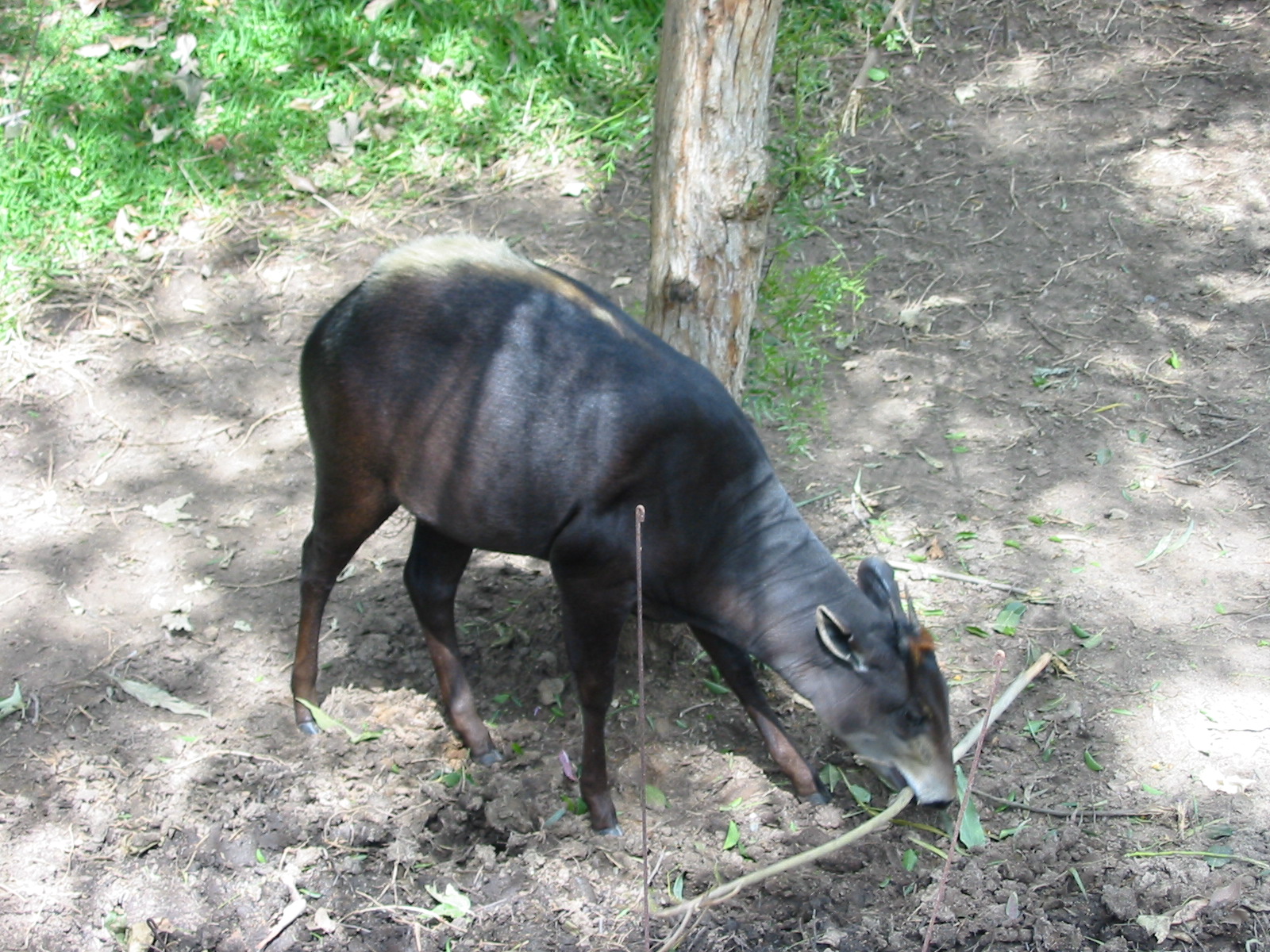 Wild Animal Park 2003 - Yellow-backed Duiker