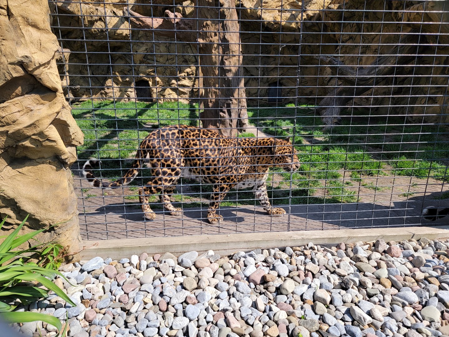 Wild Animal Park - A very dark leopard