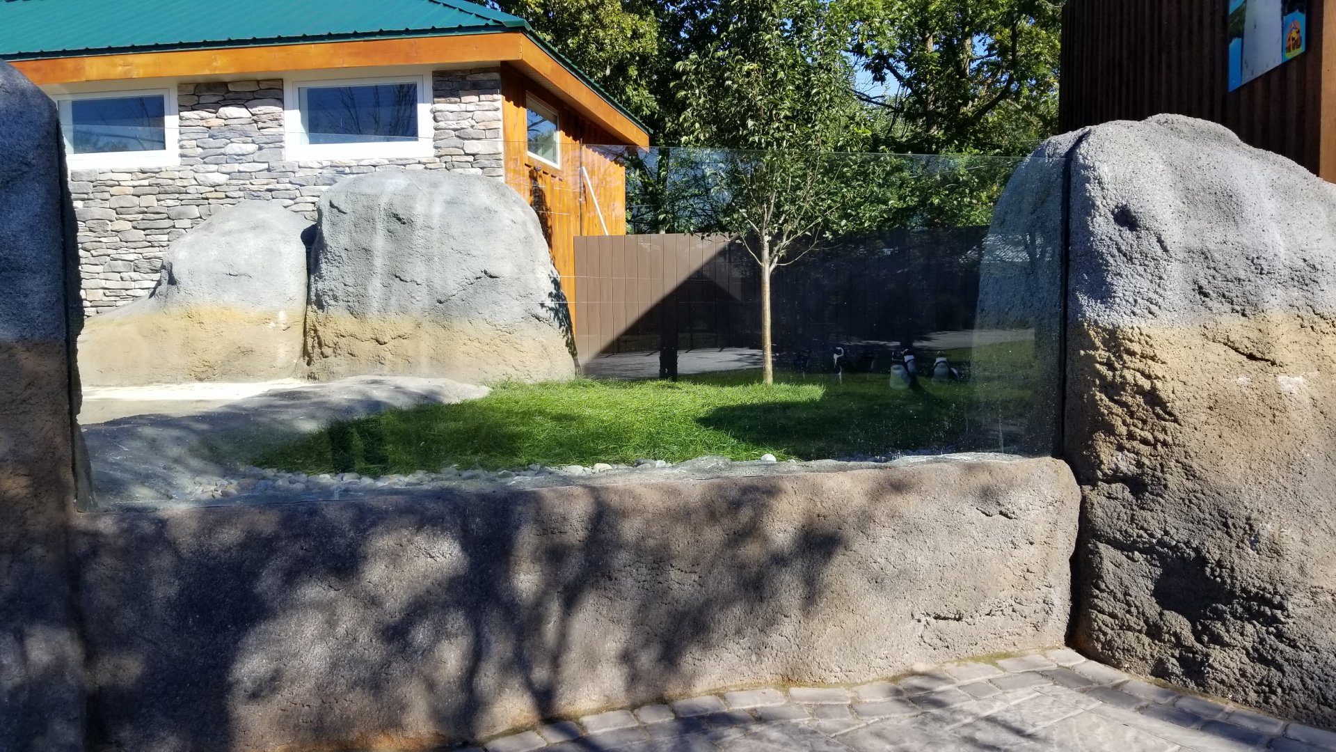 Wild Animal Park - African penguins