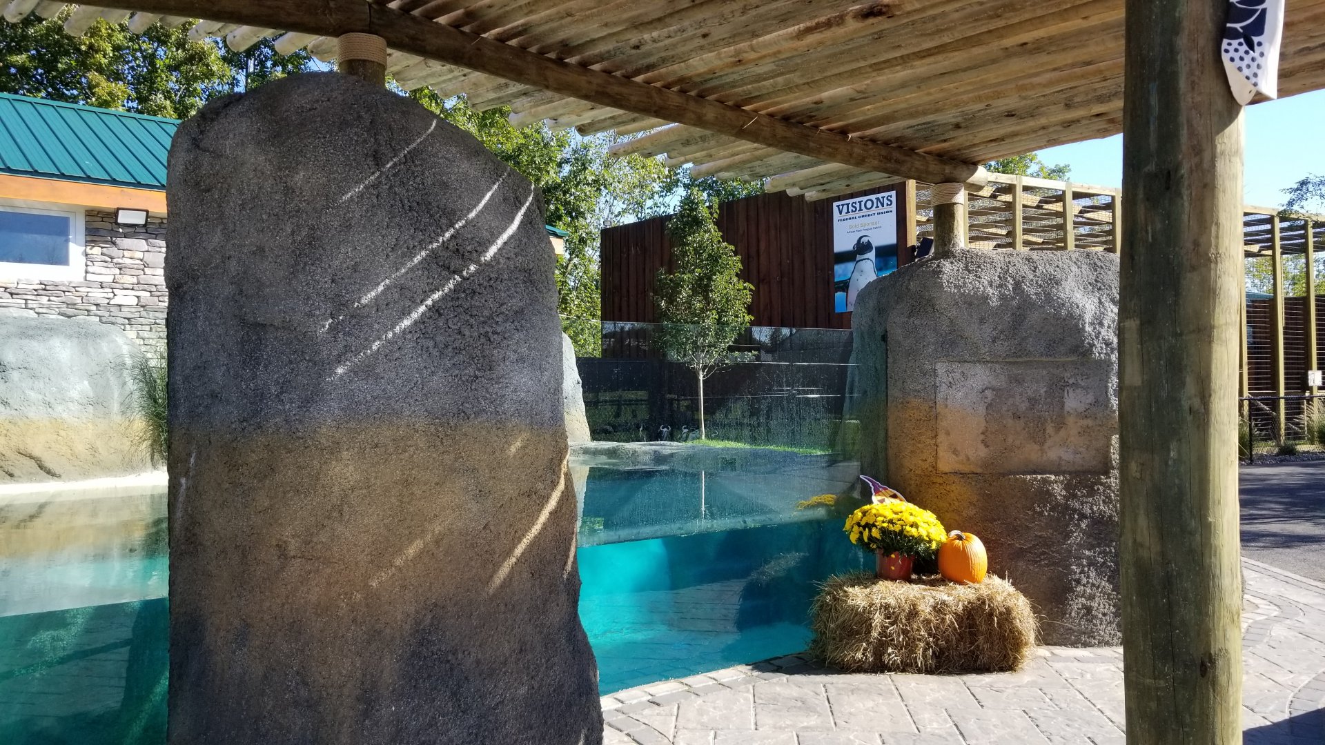 Wild Animal Park - African penguins