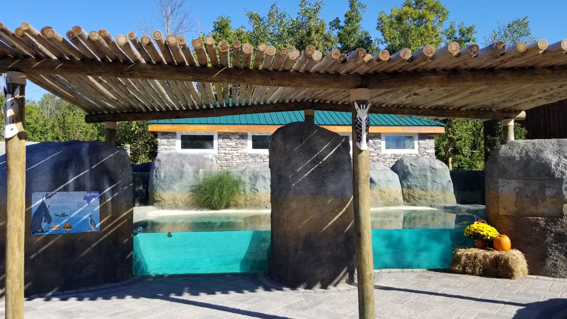 Wild Animal Park - African penguins