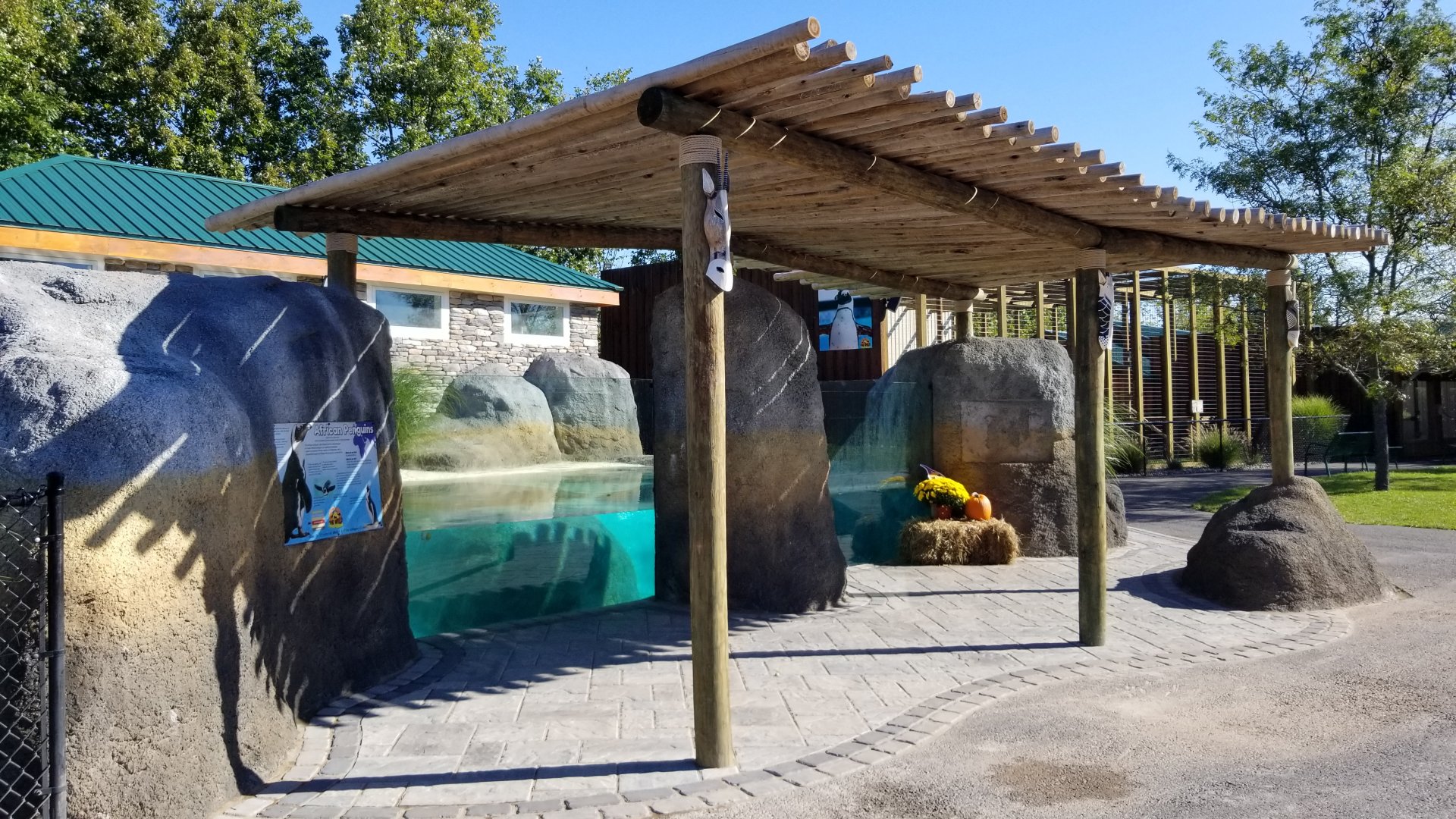 Wild Animal Park - African penguins