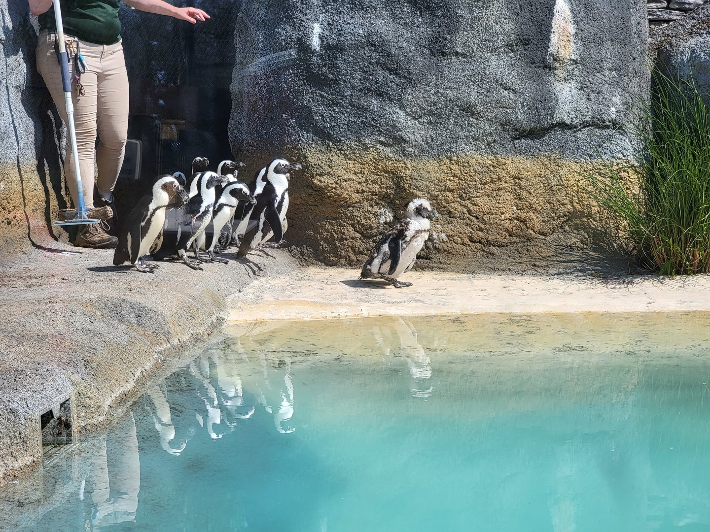 Wild Animal Park - African penguins