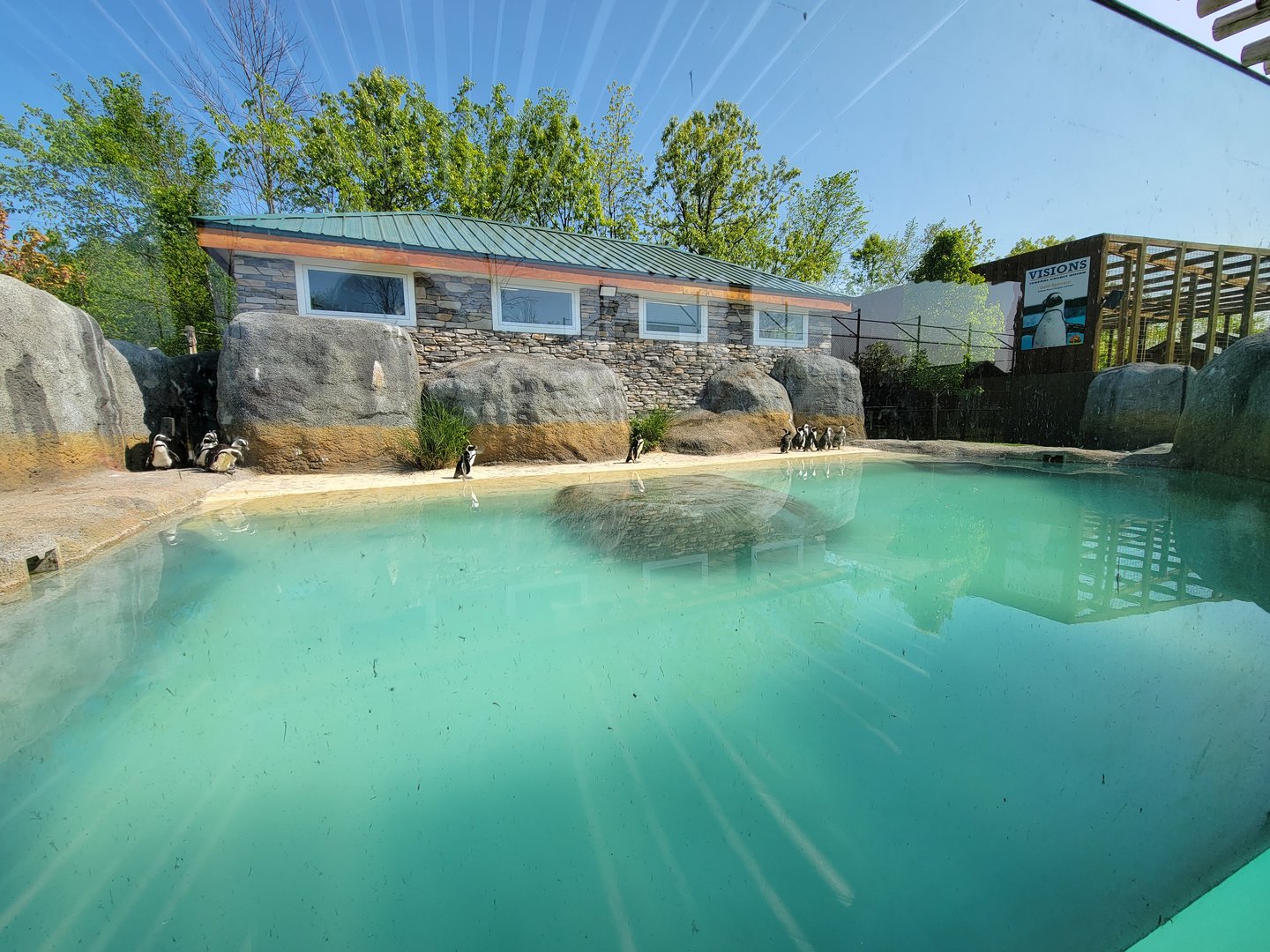 Wild Animal Park - African penguins