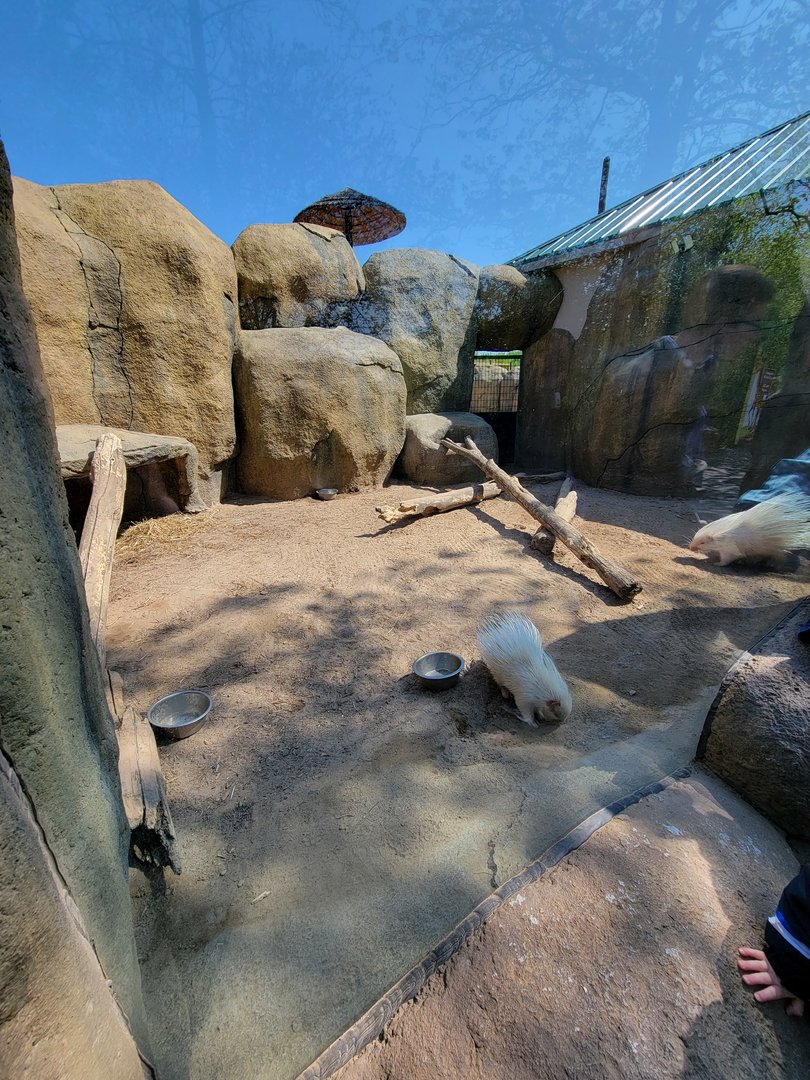Wild Animal Park - Albino African crested porcupines, including porcupette