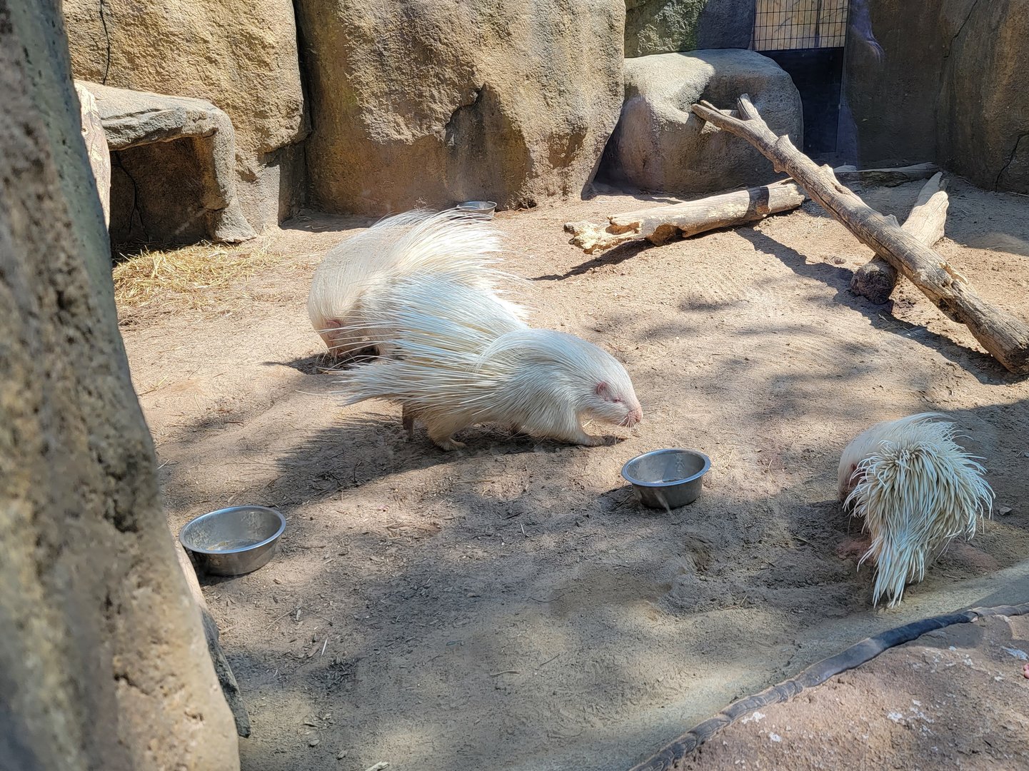 Wild Animal Park - Albino African crested porcupines, including porcupette