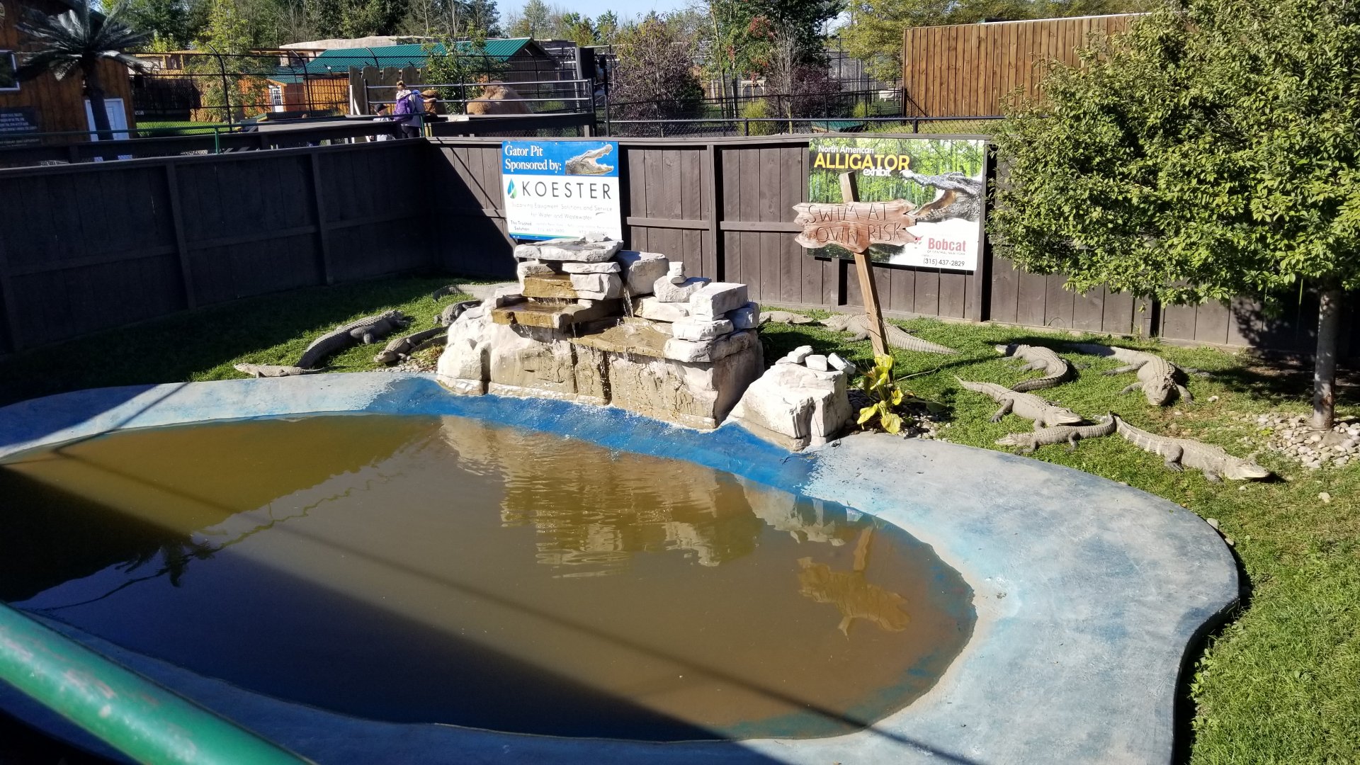 Wild Animal Park - American alligators