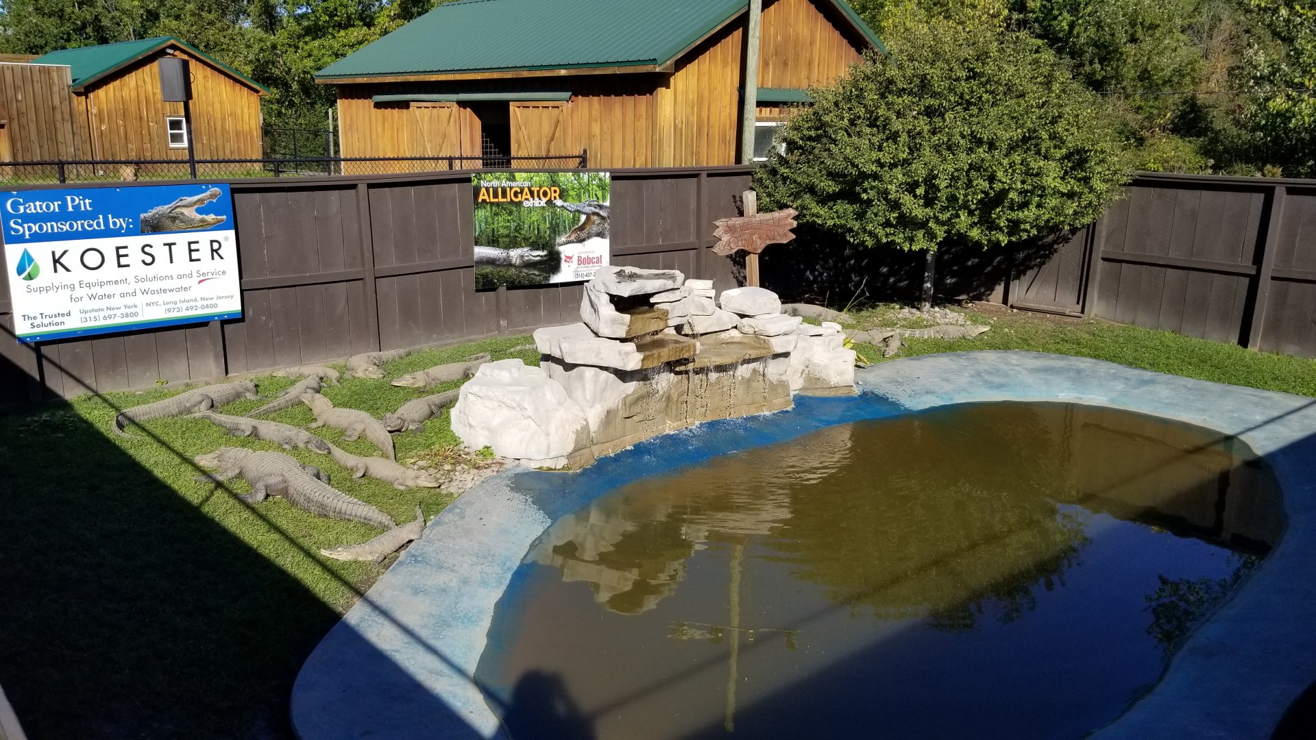 Wild Animal Park - American alligators