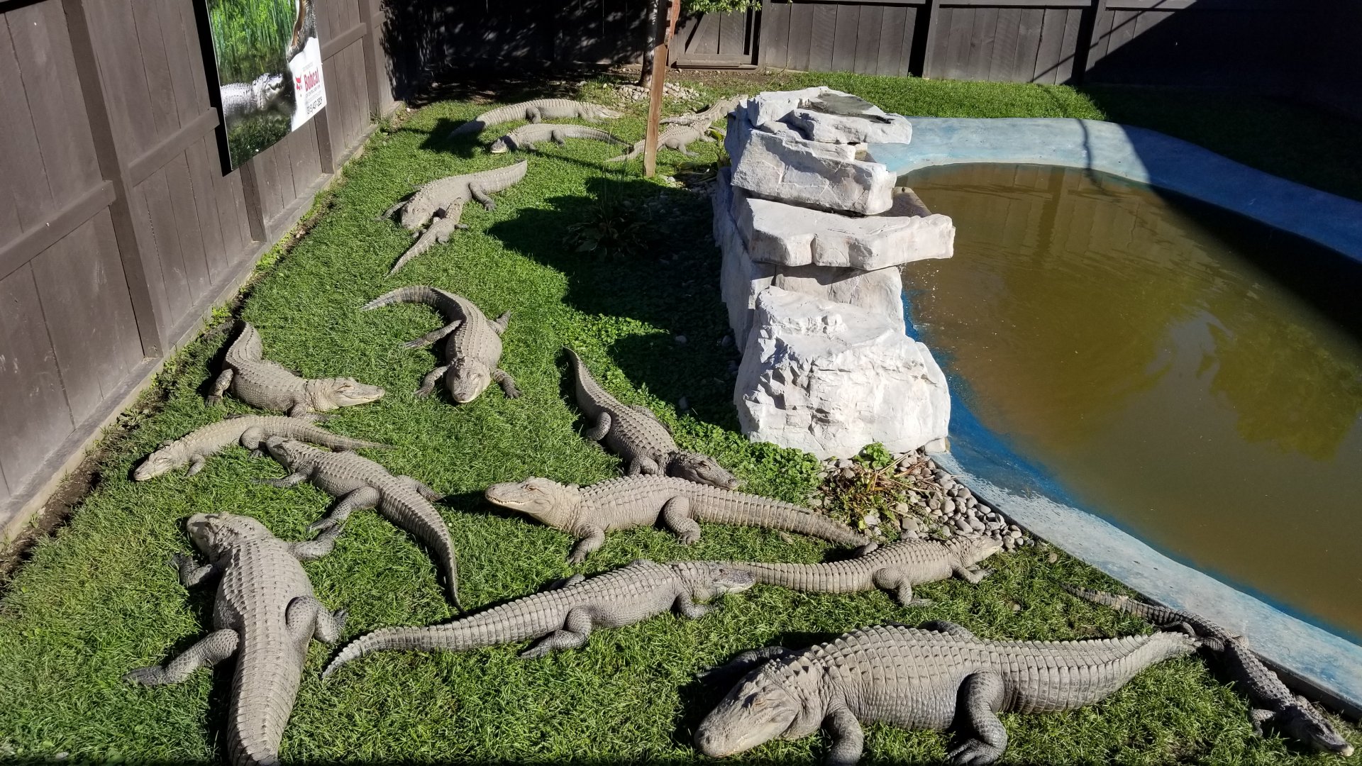 Wild Animal Park - American alligators