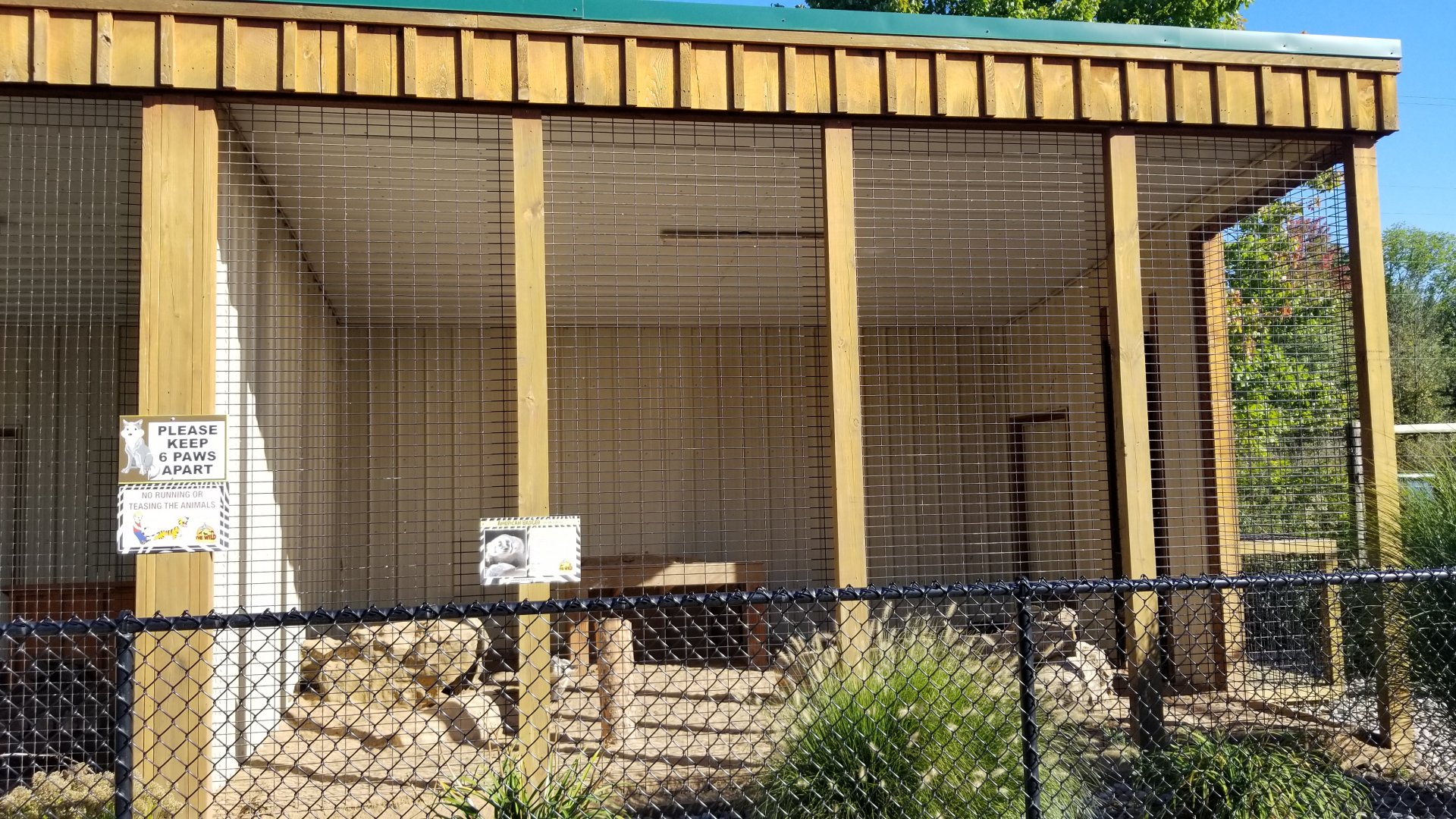 Wild Animal Park - American badger