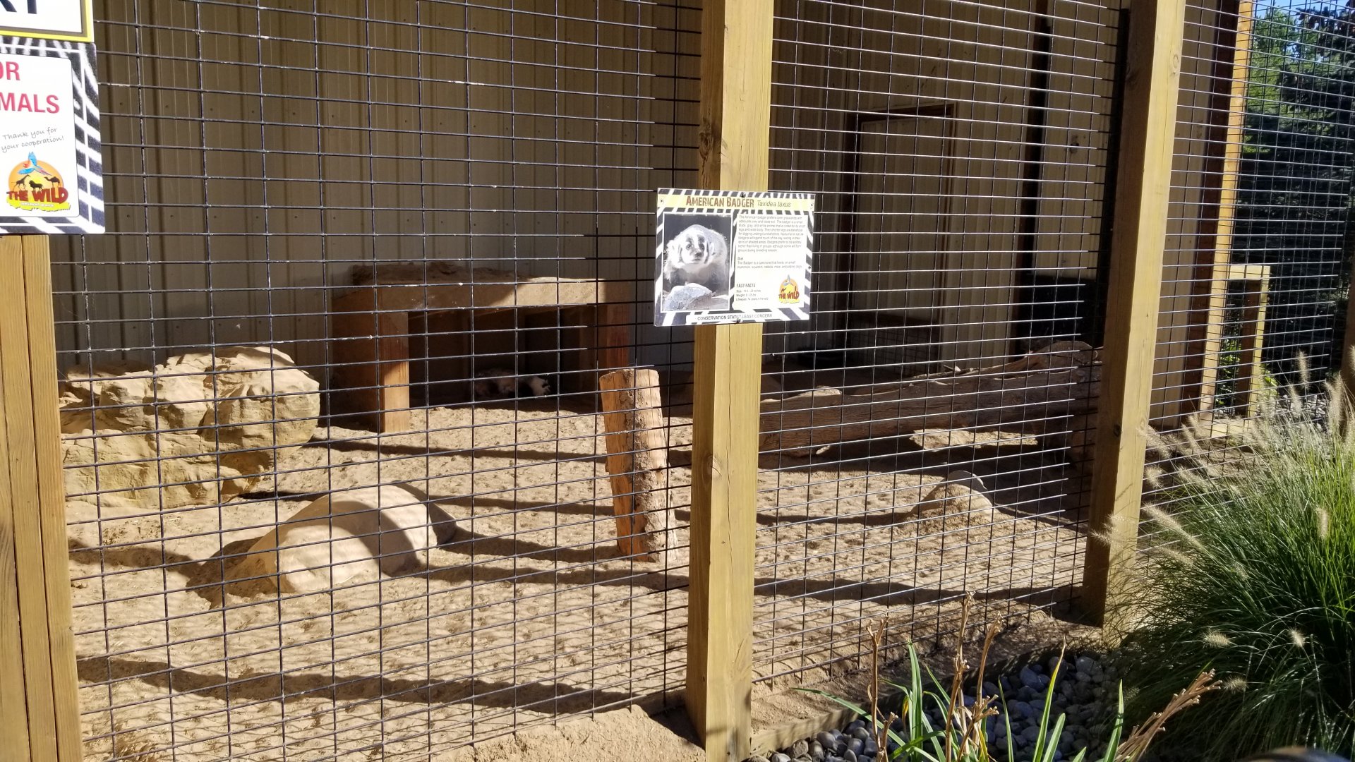 Wild Animal Park - American badger