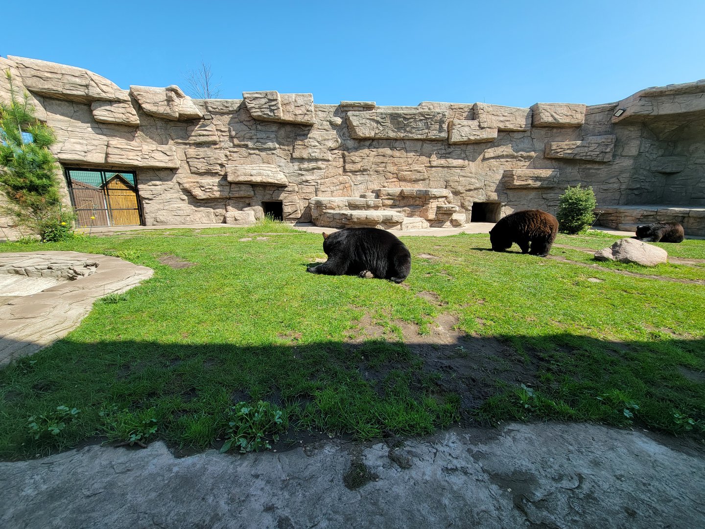 Wild Animal Park - American black bears