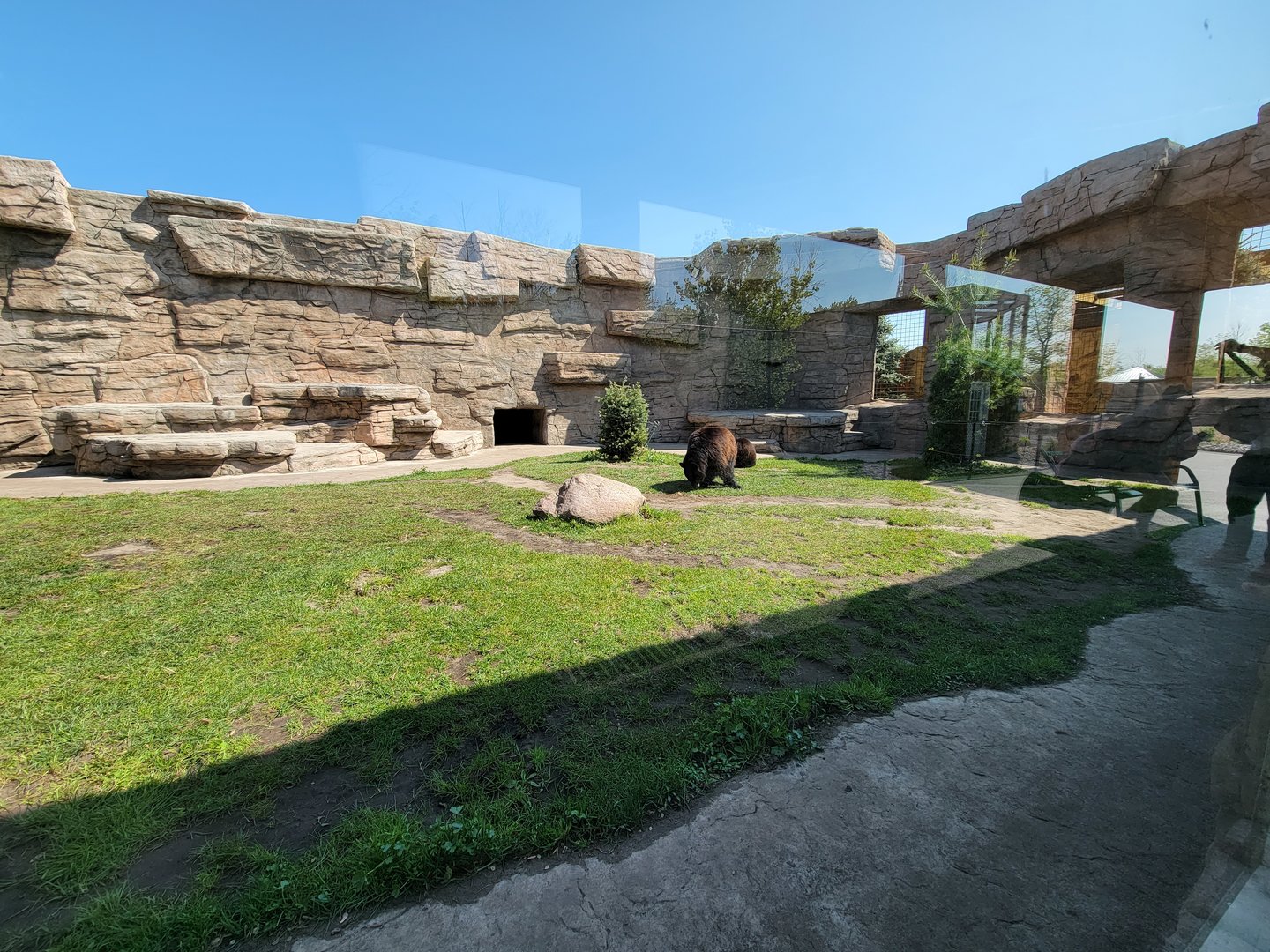 Wild Animal Park - American black bears